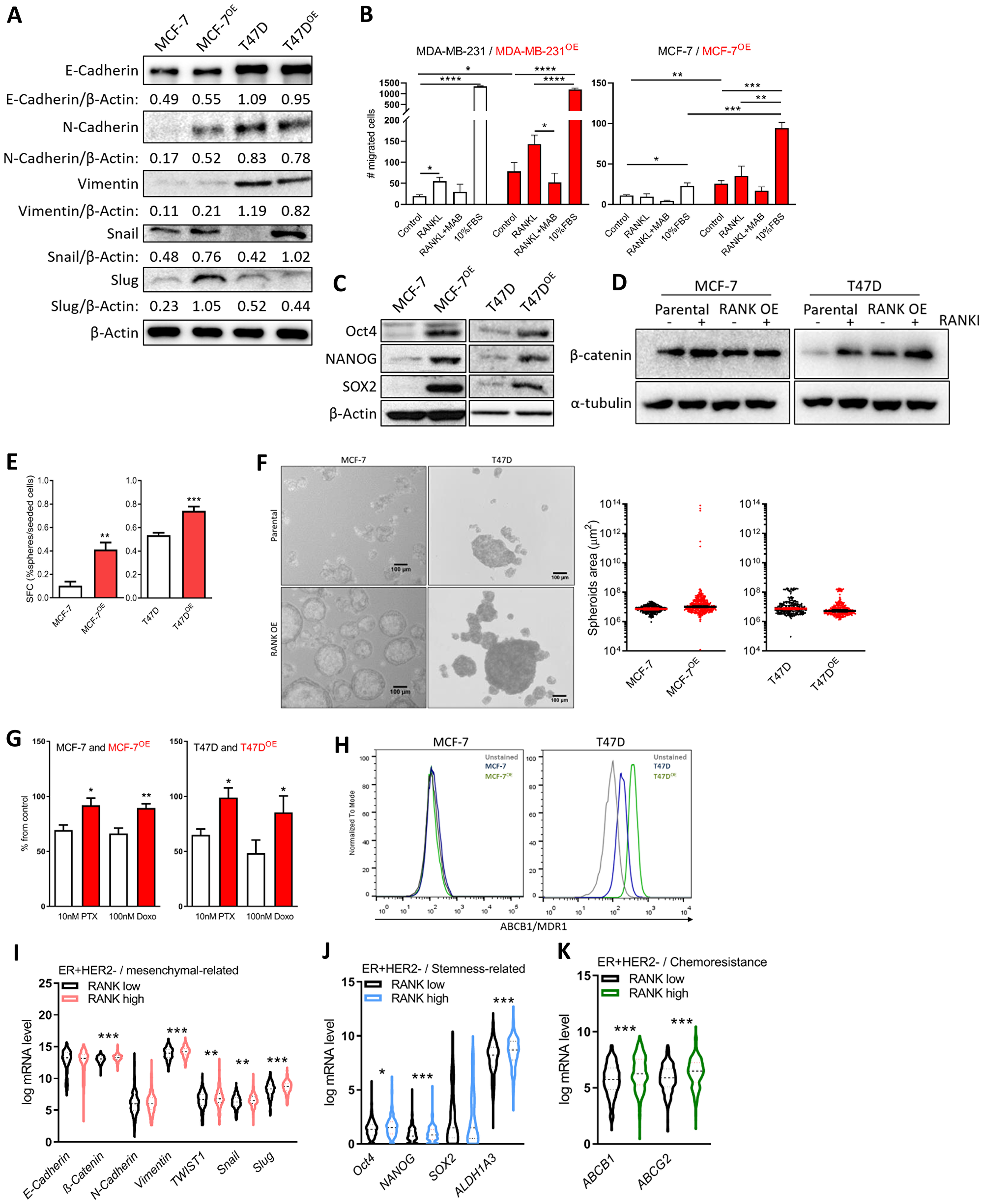 RANK OE cells exhibit mesenchymal and stem-cell like characteristics