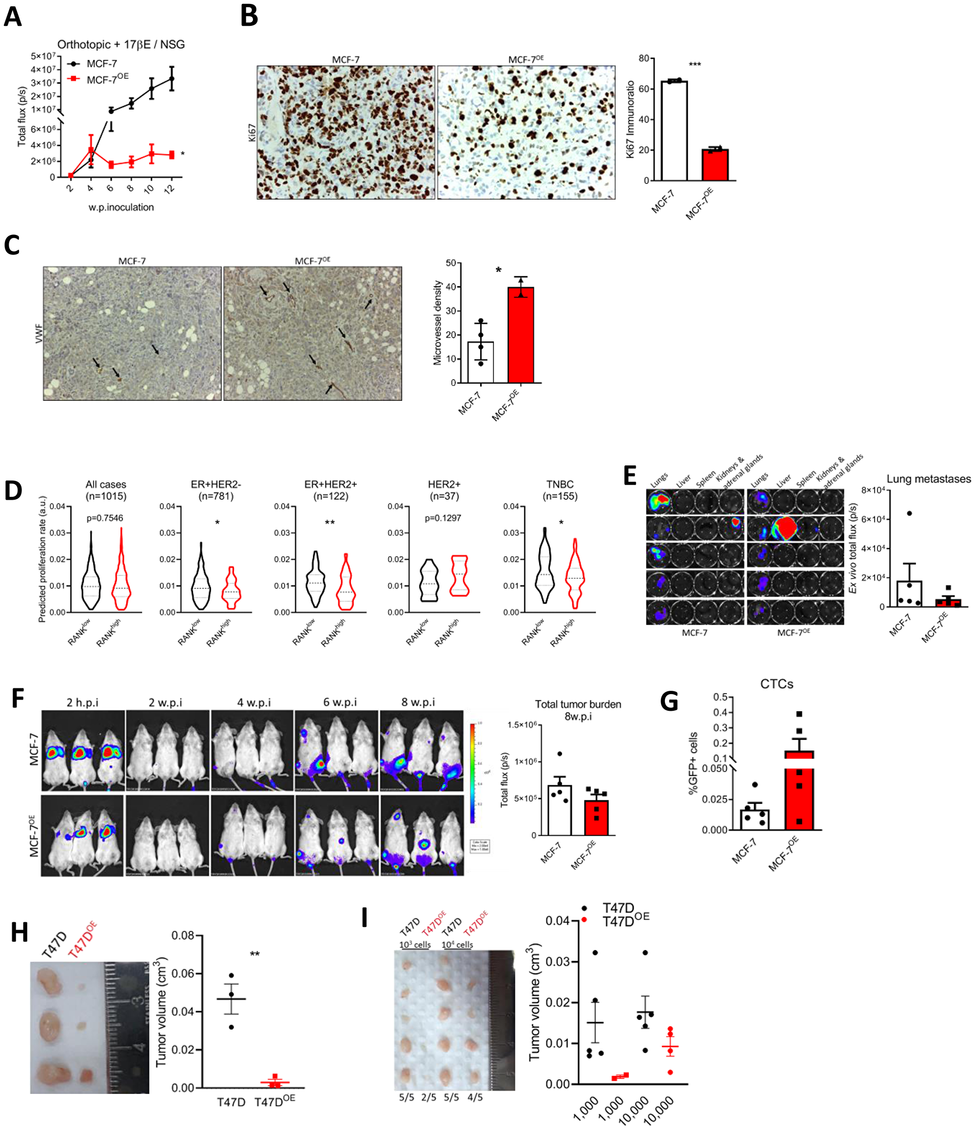 RANK OE cells are less proliferative but more invasive in vivo