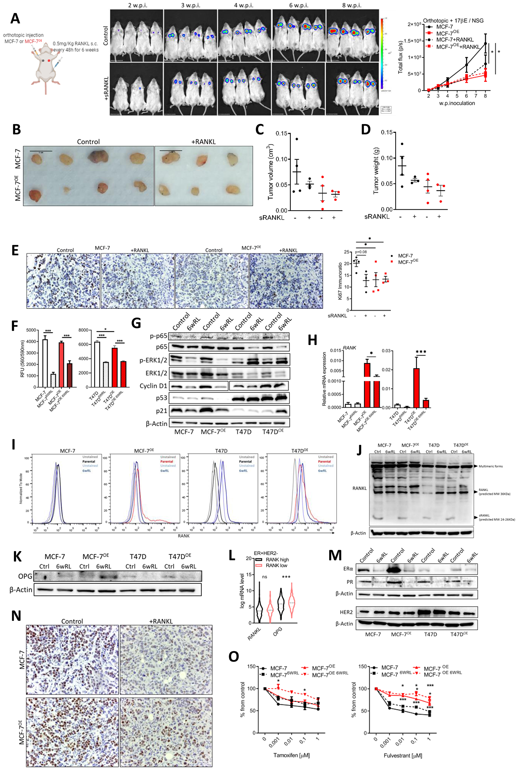Continuous RANKL decreases cell proliferation and ER expression