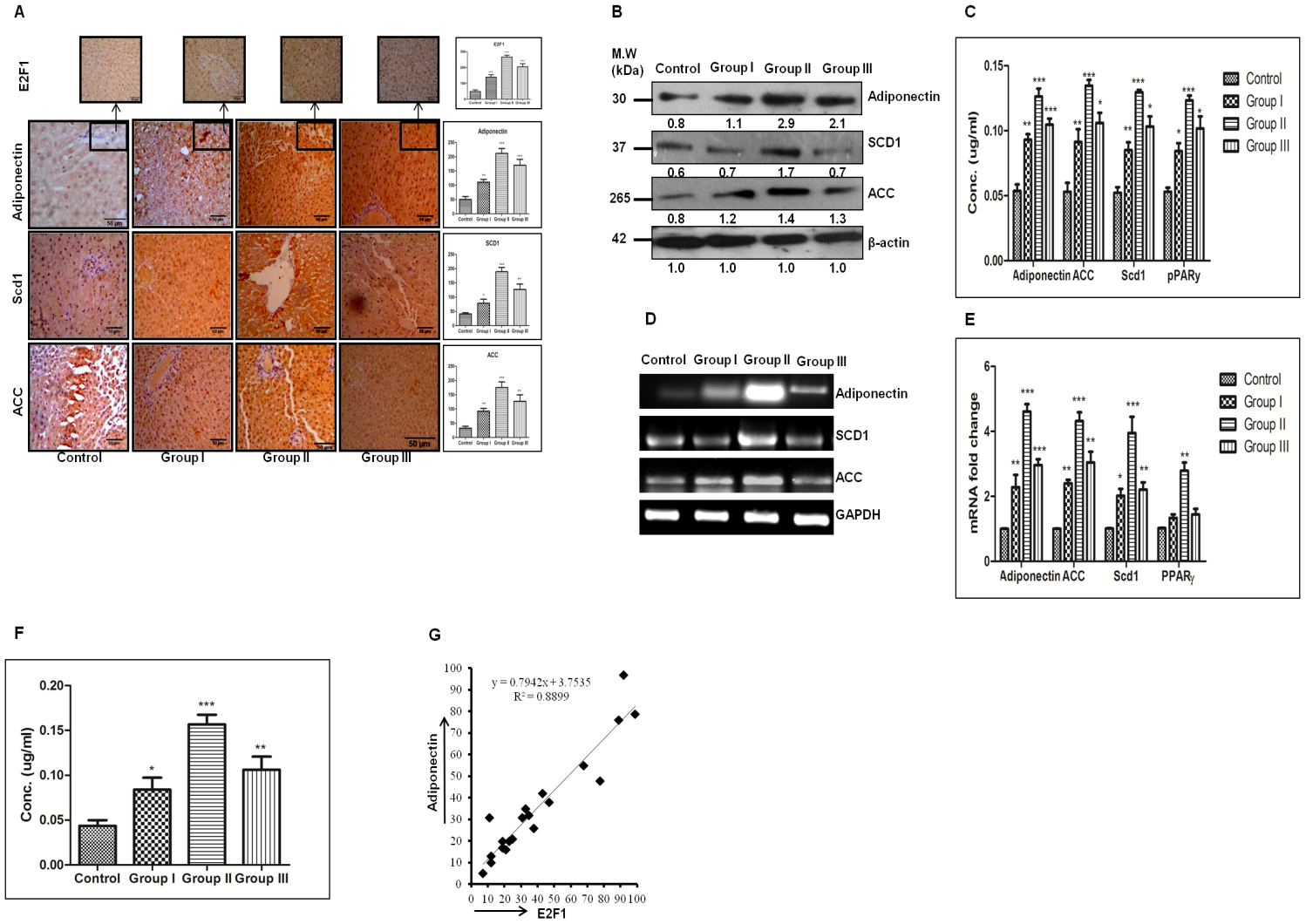 Enhanced E2F1 is associated with increased expression of adiponectin in DEN+CCl4 model of hepatocarcinogenesis