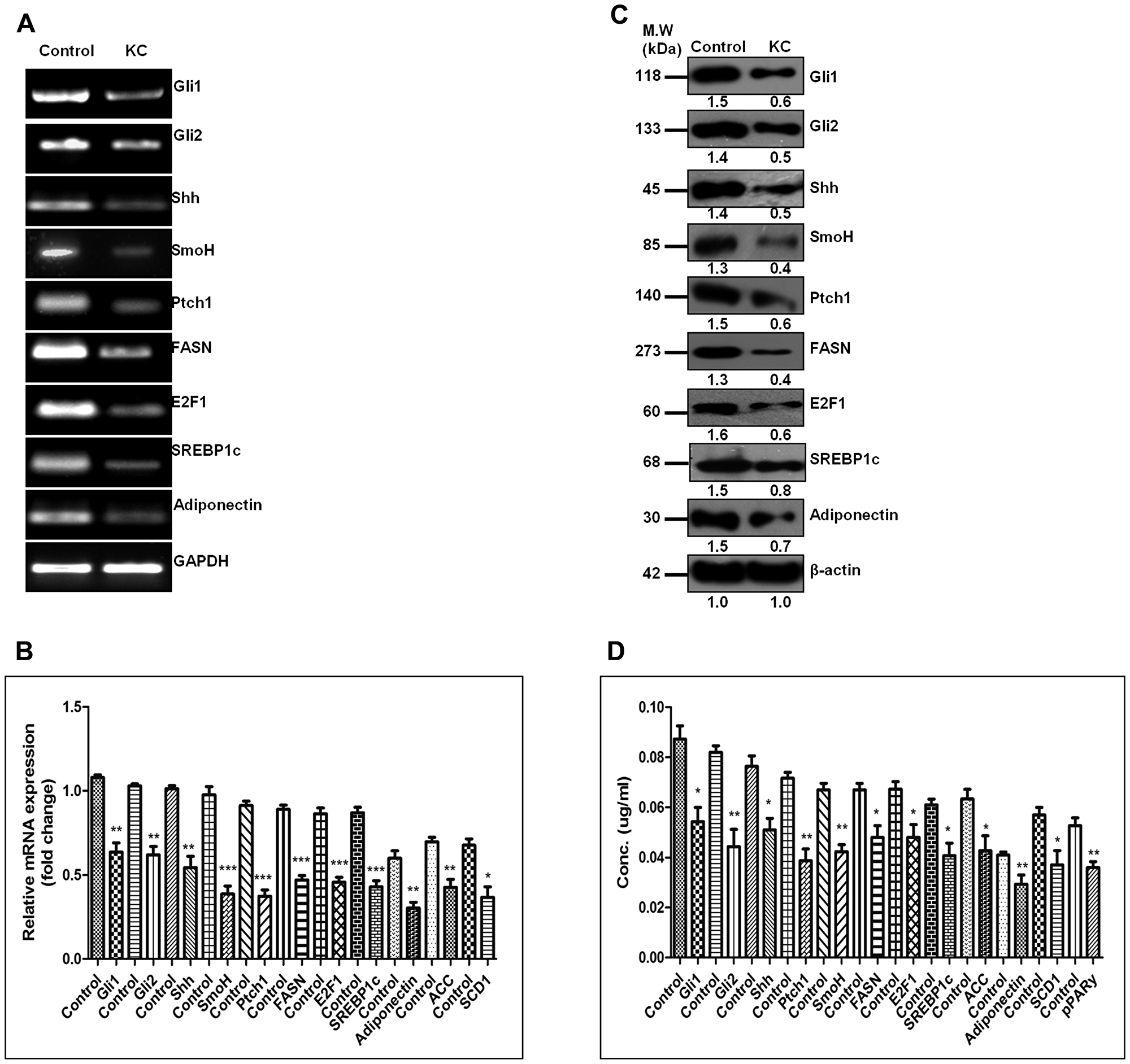 Pharmacologic inhibition of SHH was coupled with decreased expression of adiponectin and lipogenic-molecules in hepatocellular carcinoma cell-line