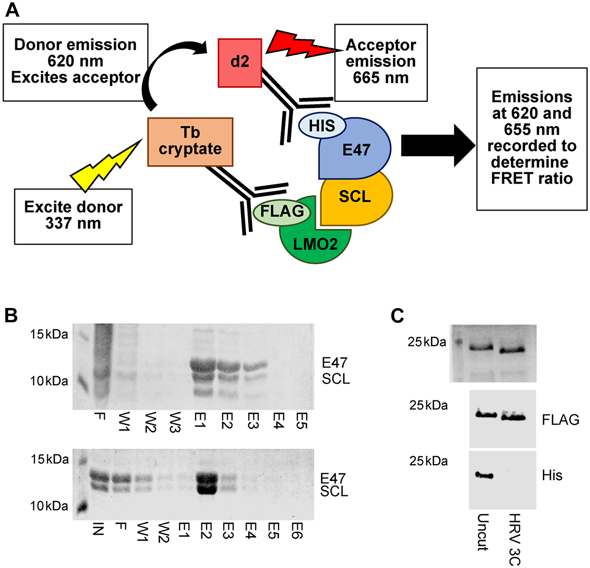 Primary HTRF assay set up