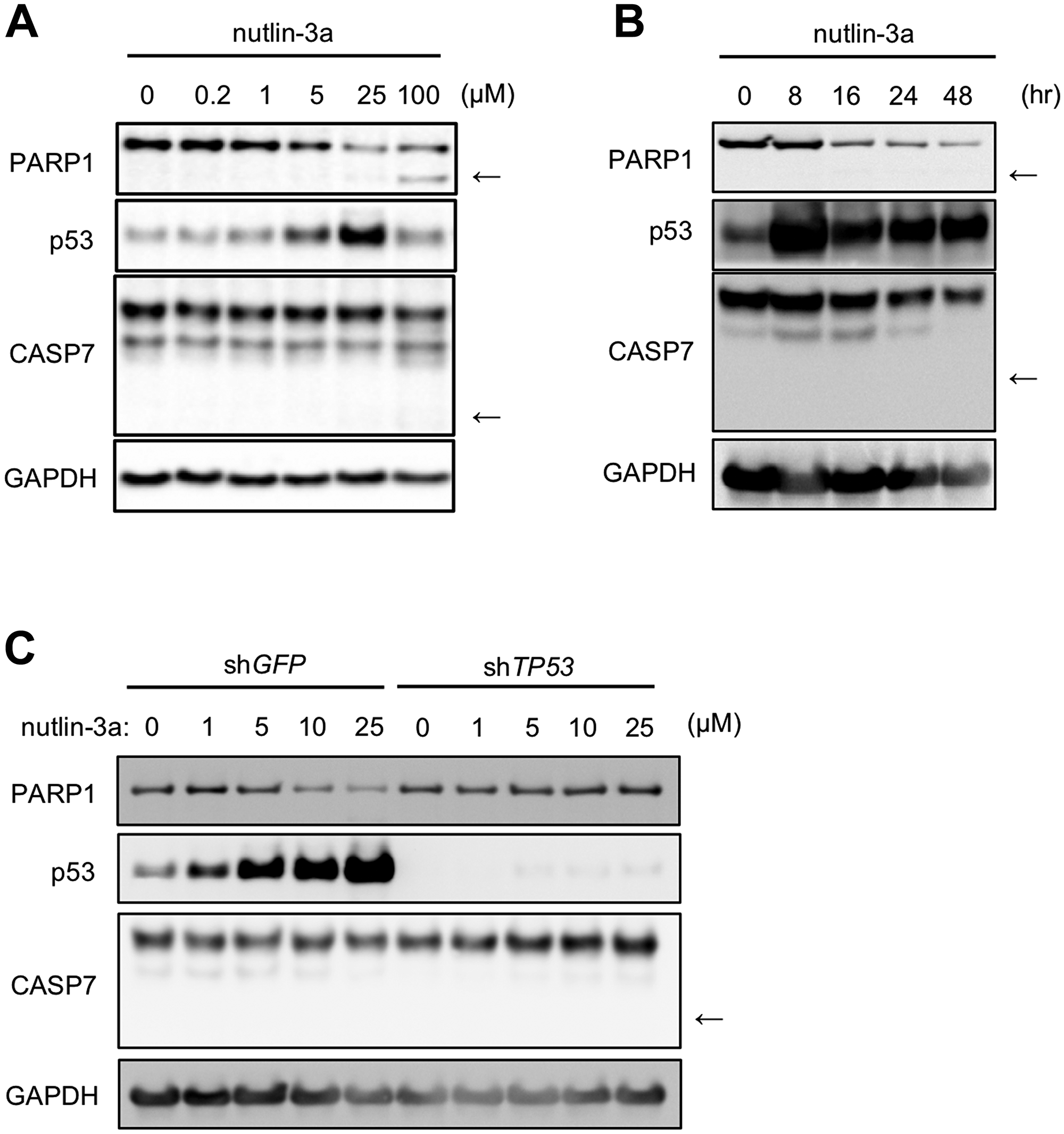 Nutlin-3a reduces PARP1 protein levels in MCF-7 cells, a human breast cancer cell line