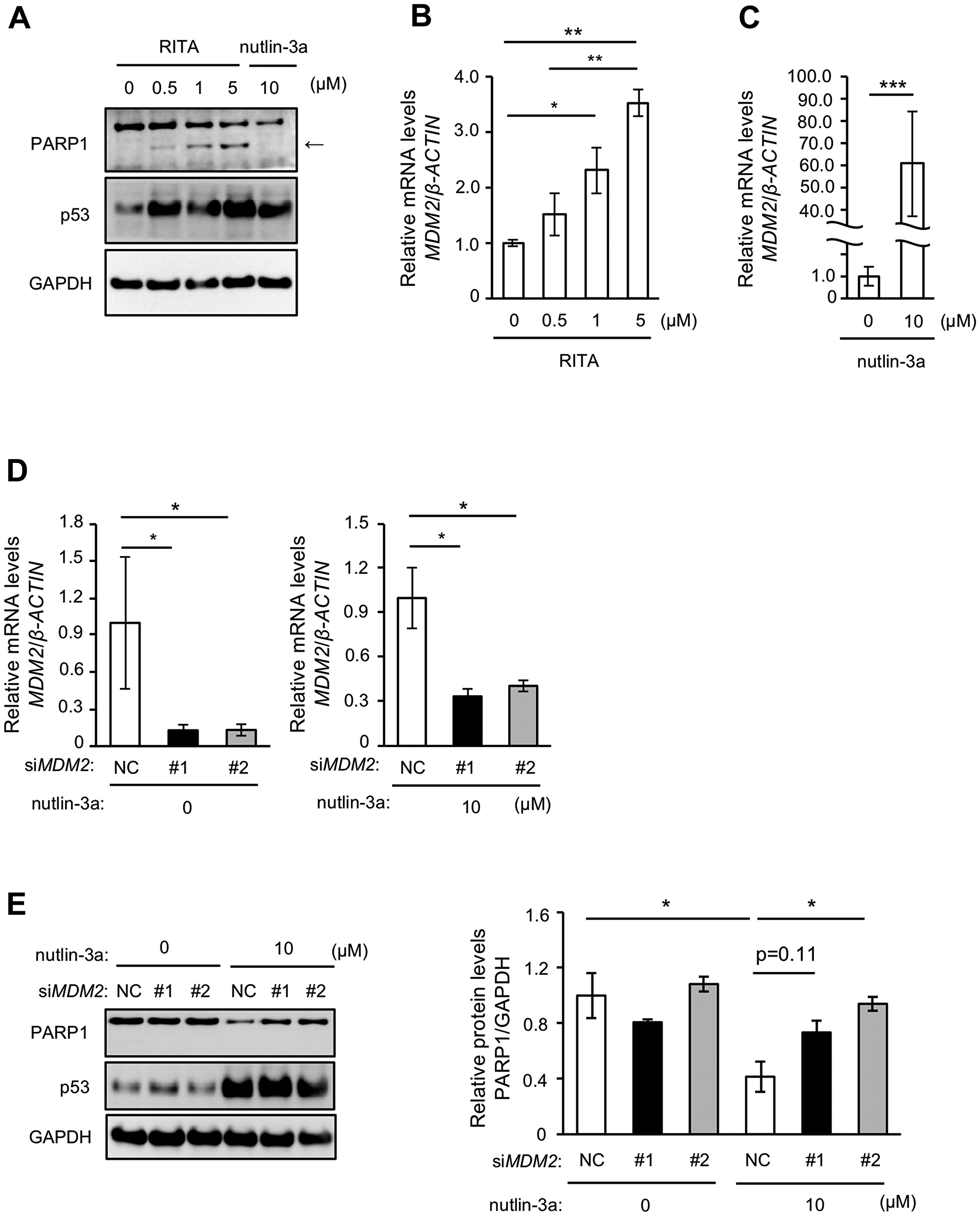 MDM2 is involved in nutlin-3a-induced PARP1 protein reduction