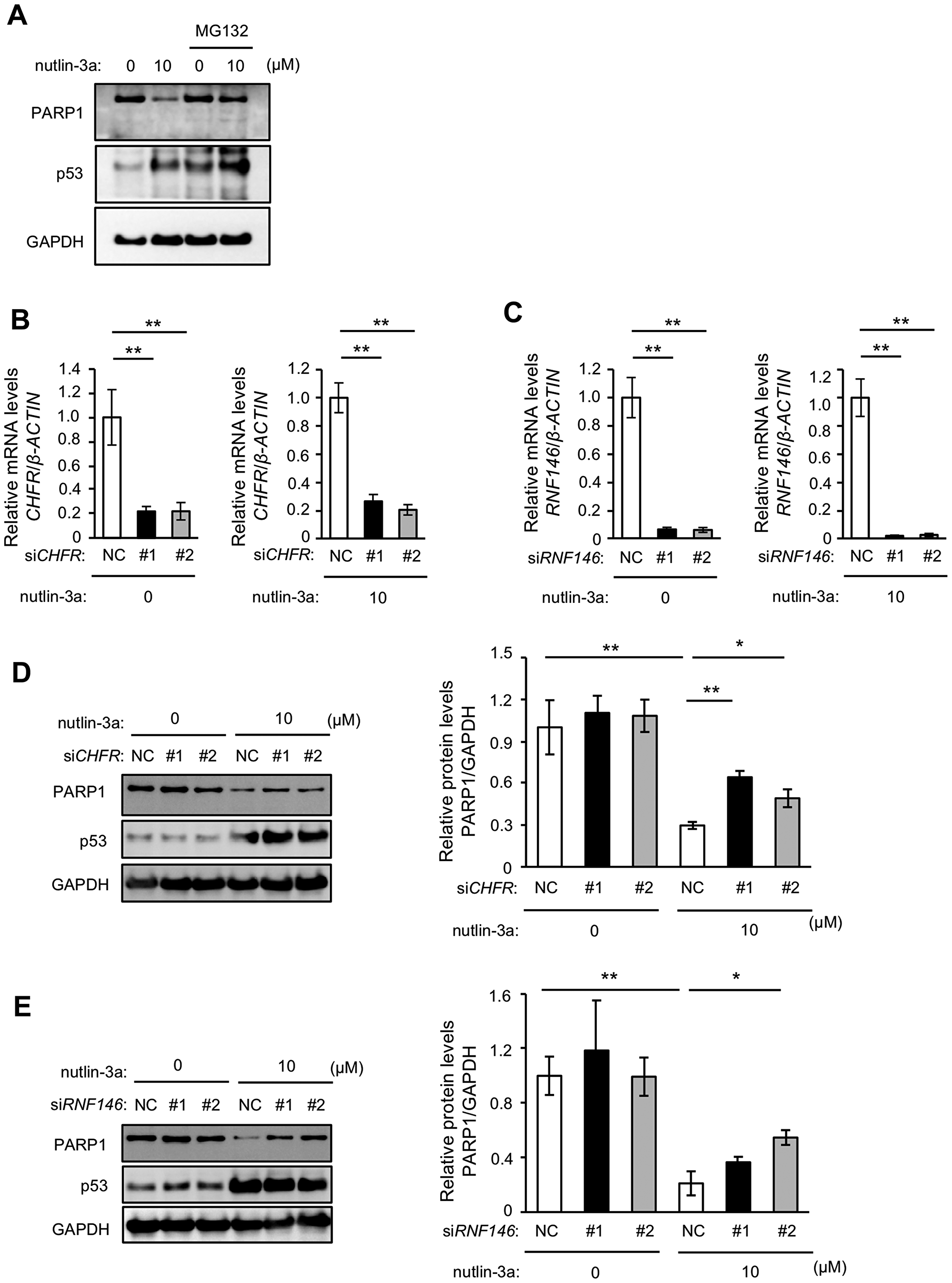 Nutlin-3a-induced PARP1 protein reduction is mediated by proteasomal degradation