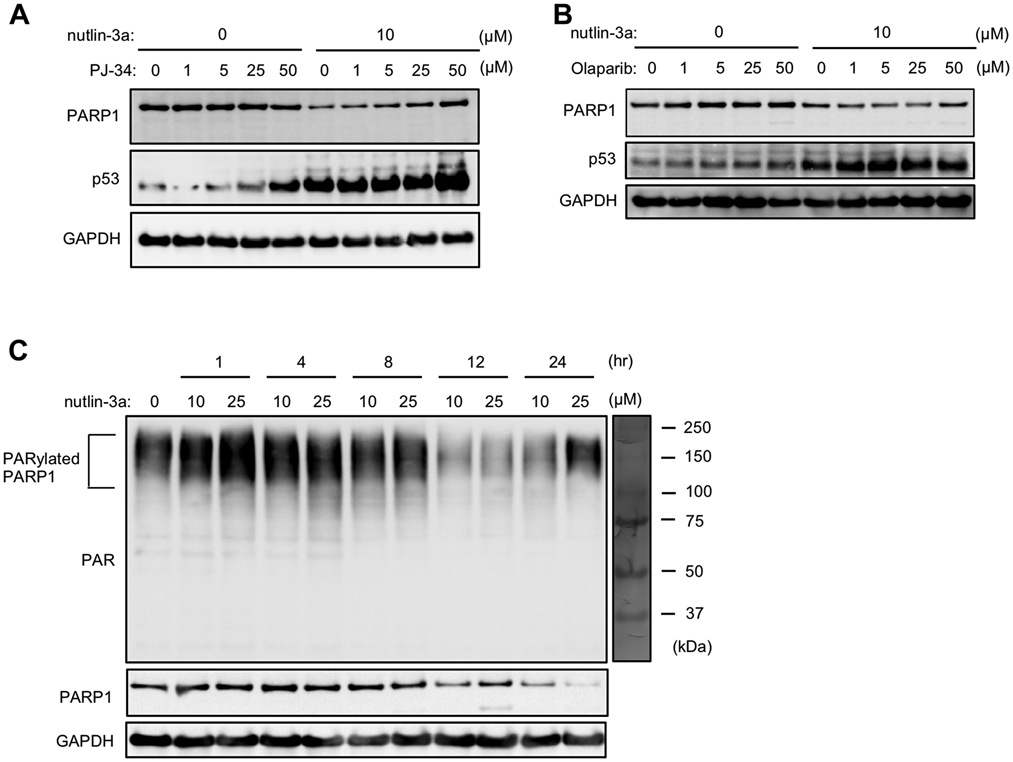 AutoPARylation of PARP1 plays important roles in nutlin-3a-induced PARP1 degradation