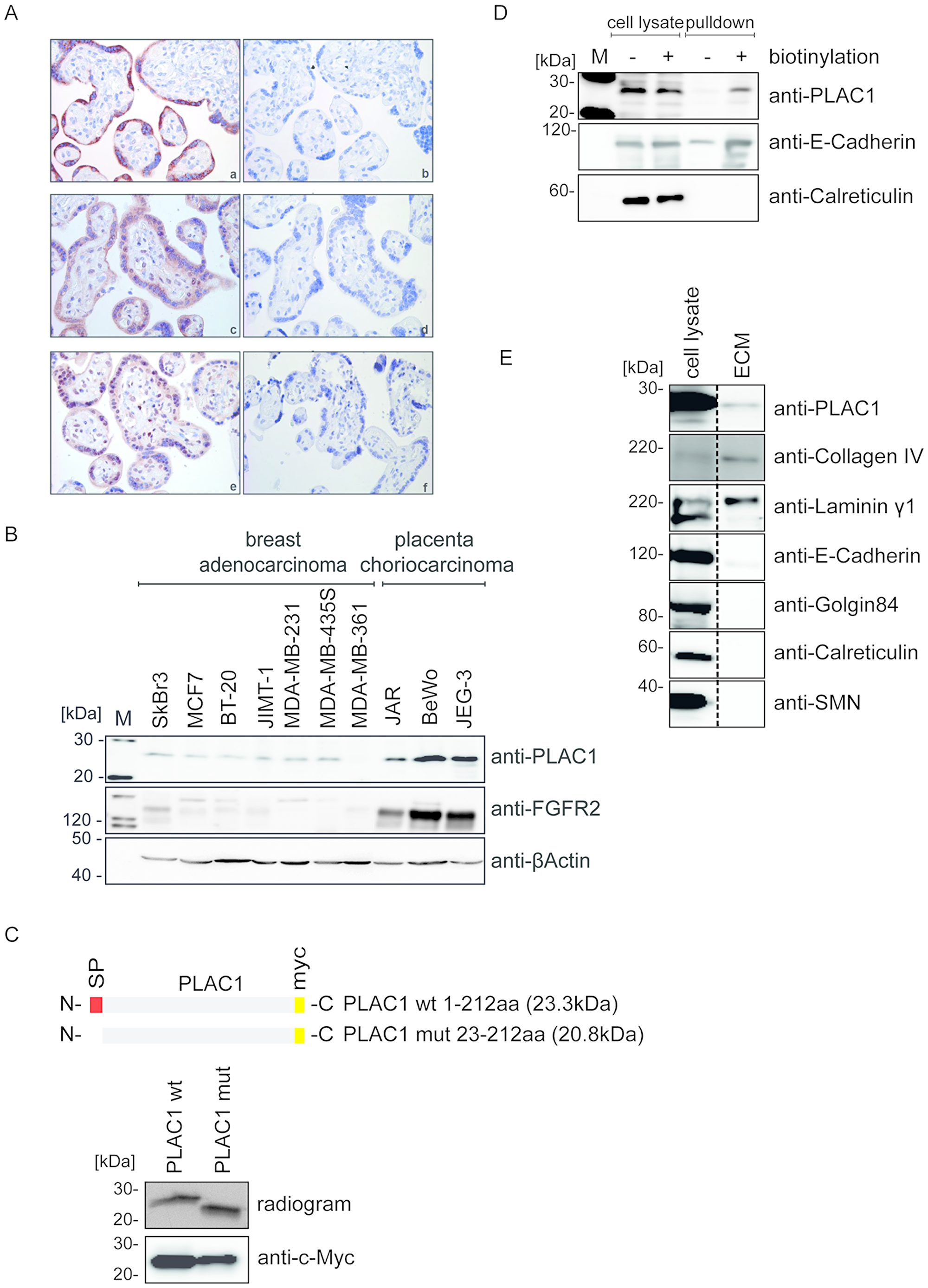 PLAC1 is co-expressed with FGF7 and FGFR2 in placenta and human cancer cells and is released into the ECM