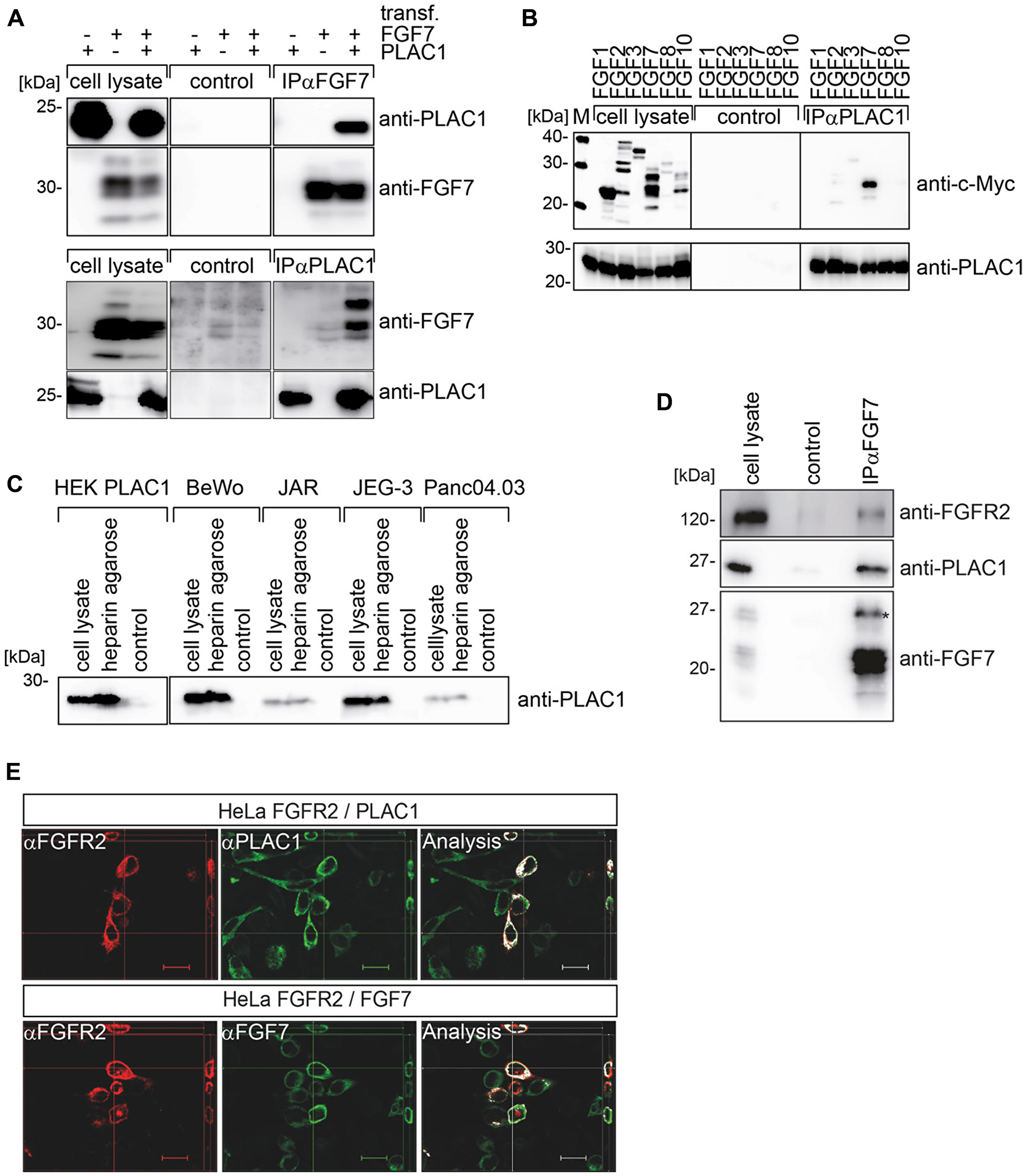 PLAC1 forms a trimeric complex with FGF7 and FGFR2IIIb in vivo