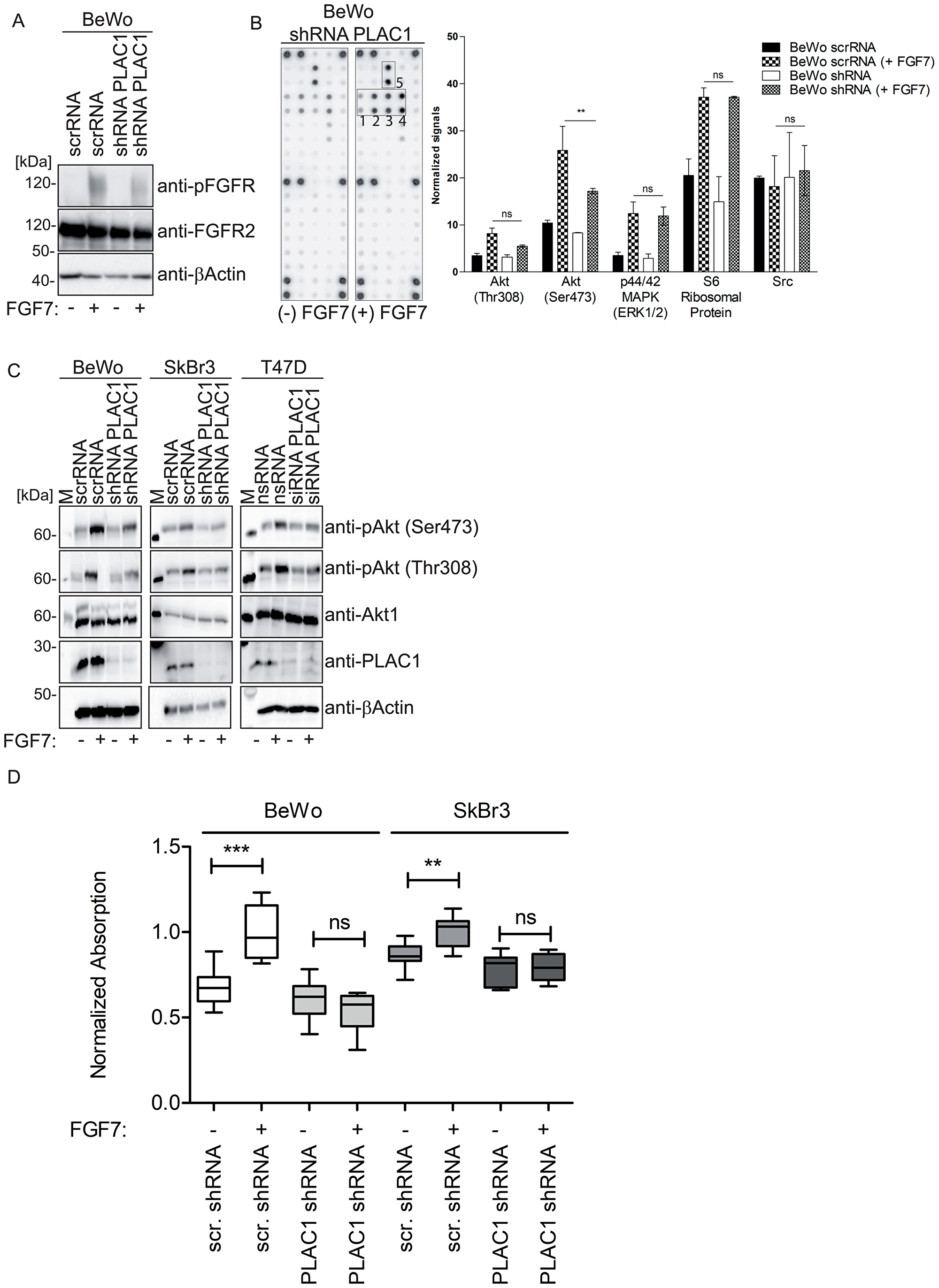 PLAC1 activates AKT phosphorylation in breast cancer and placental cells via FGFR2IIIbR signaling and mediates proliferation