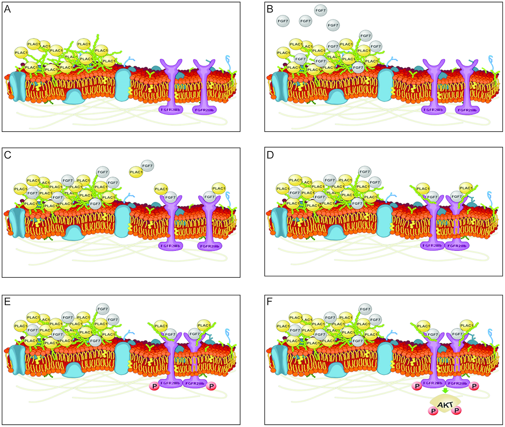 Model of PLAC1-mediated FGF signaling