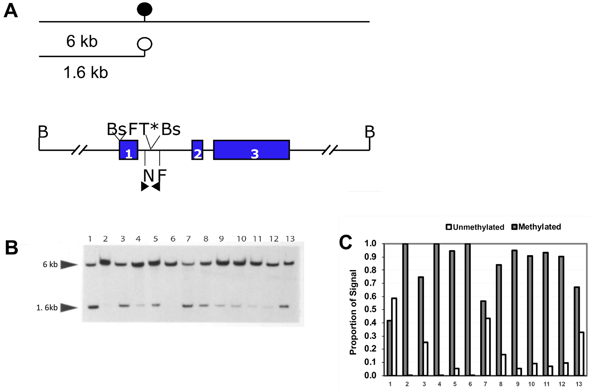 Quantitative methylation analysis shows that the NNAT CpG island is hypermethylated in human osteosarcoma tumor samples