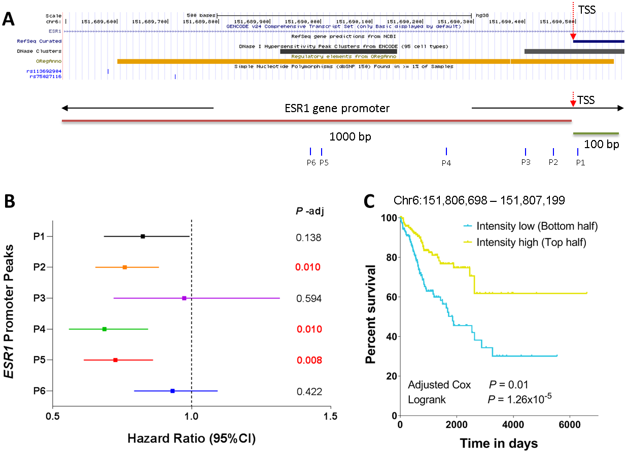 Correlation of ESR1 promoter peaks with survival