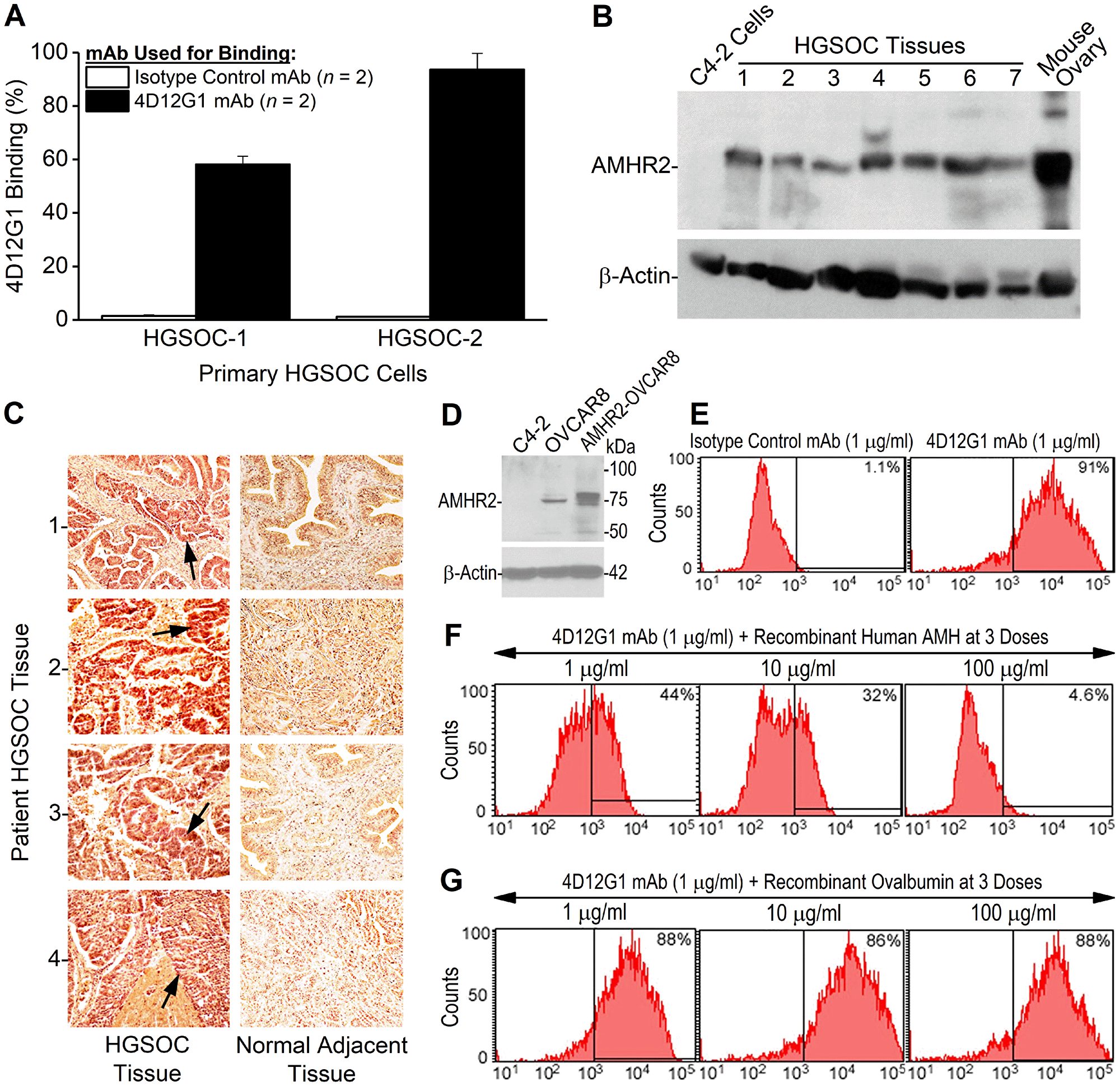 The 4D12G1 mAb recognizes AMHR2-ED in human EOC and competes with AMH for b inding to AMHR2-ED