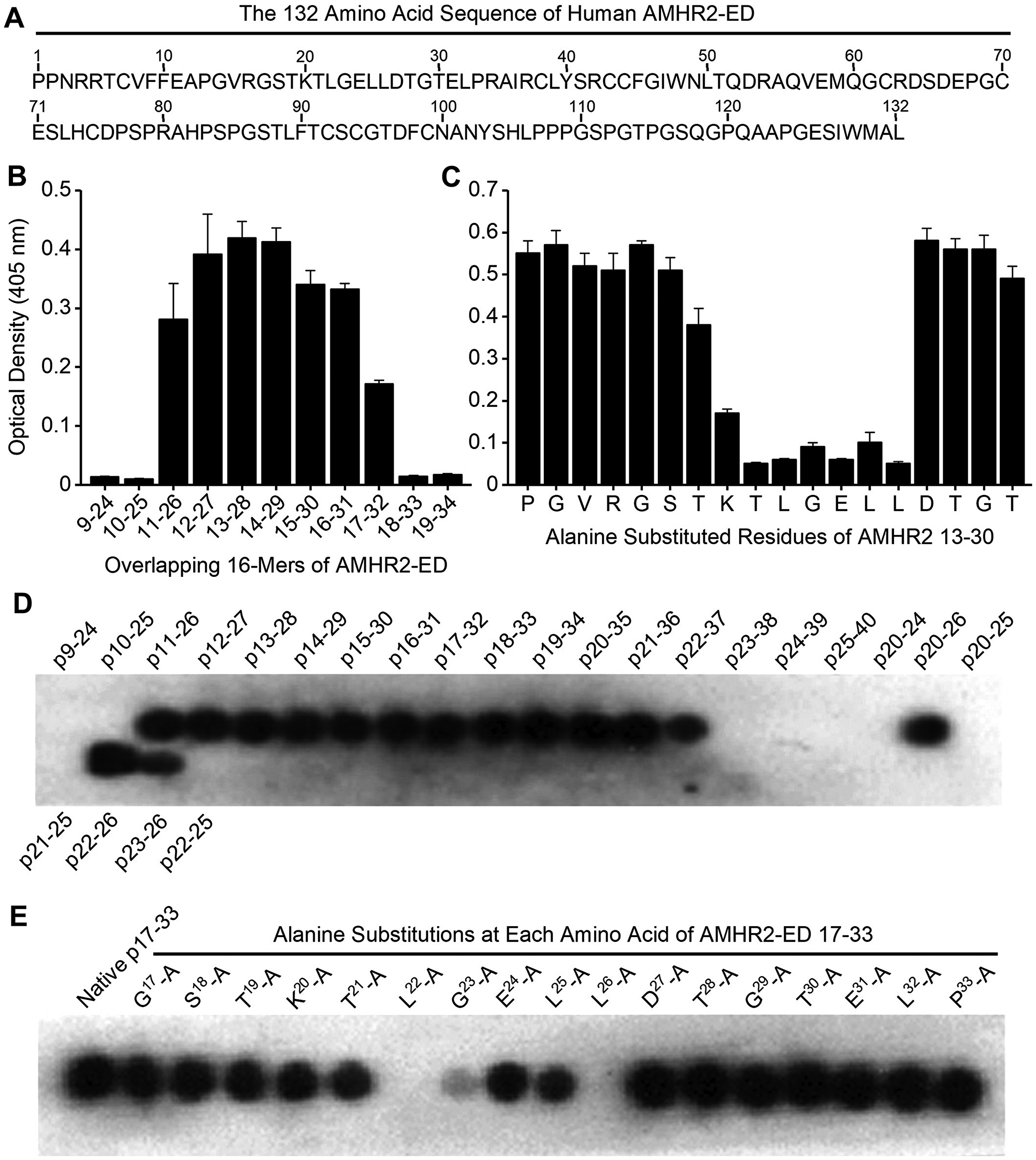 Identification of the AMHR2-ED binding site for the 4D12G1 mAb