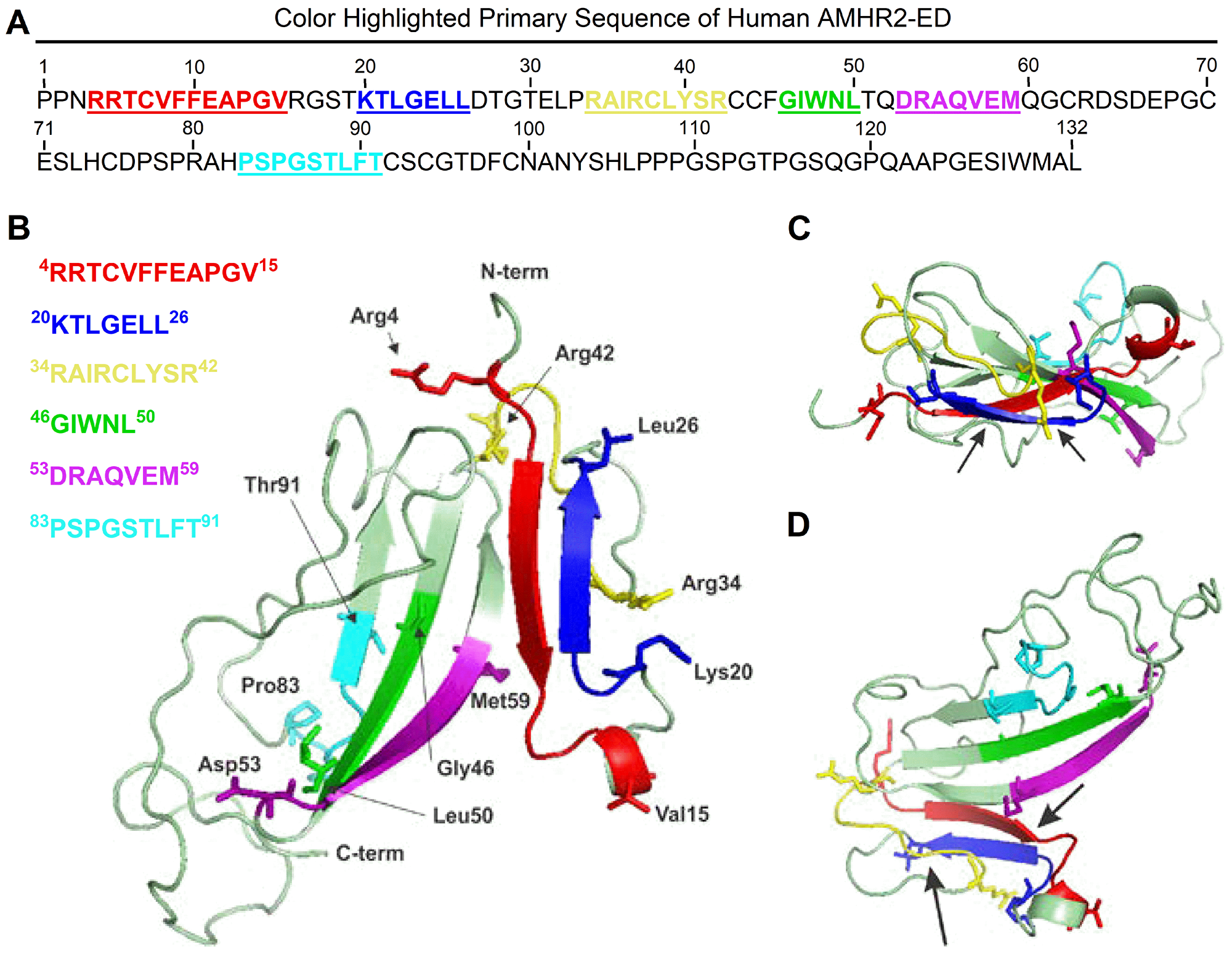 Molecular modeling of human AMHR2-ED