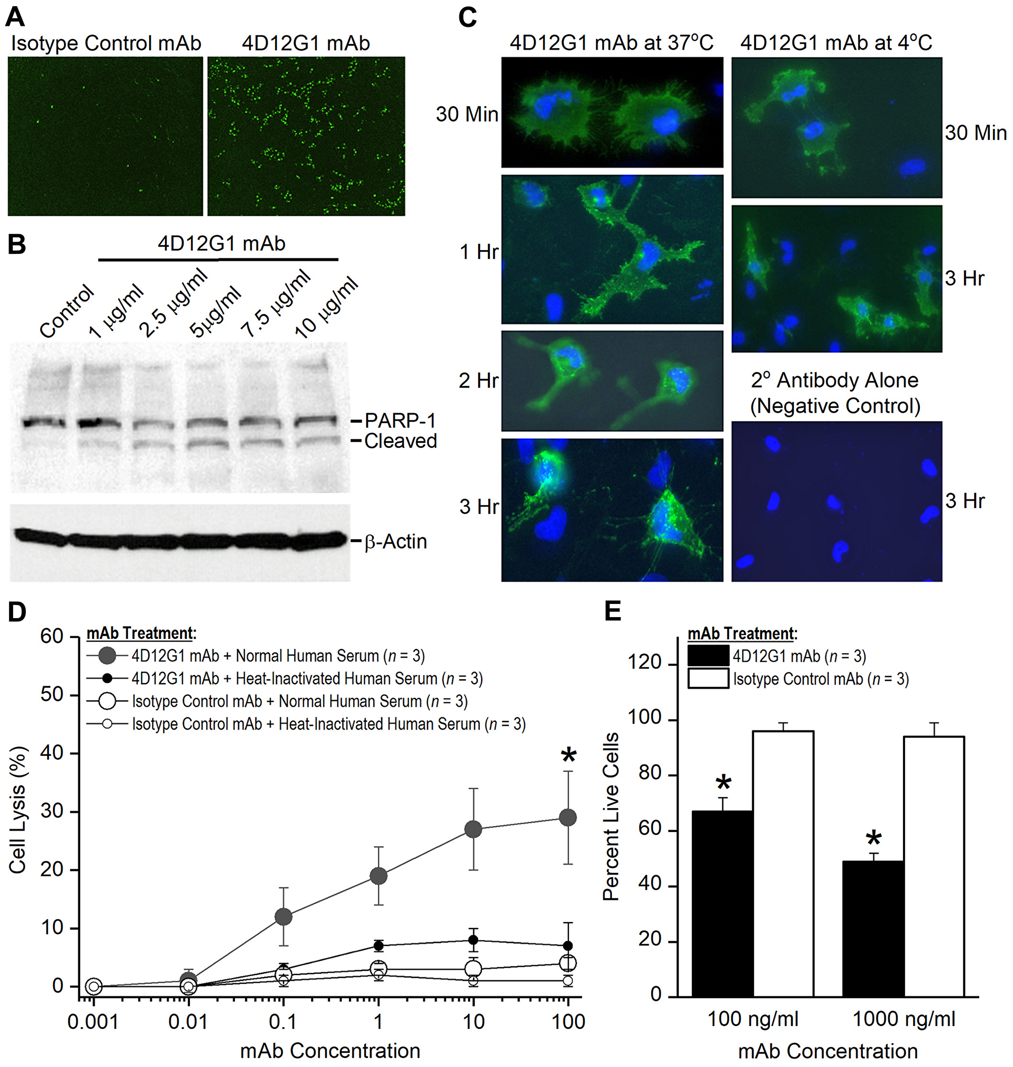 The 4D12G1 mAb kills EOC cells by inducing apoptosis, CDC, and ADCP