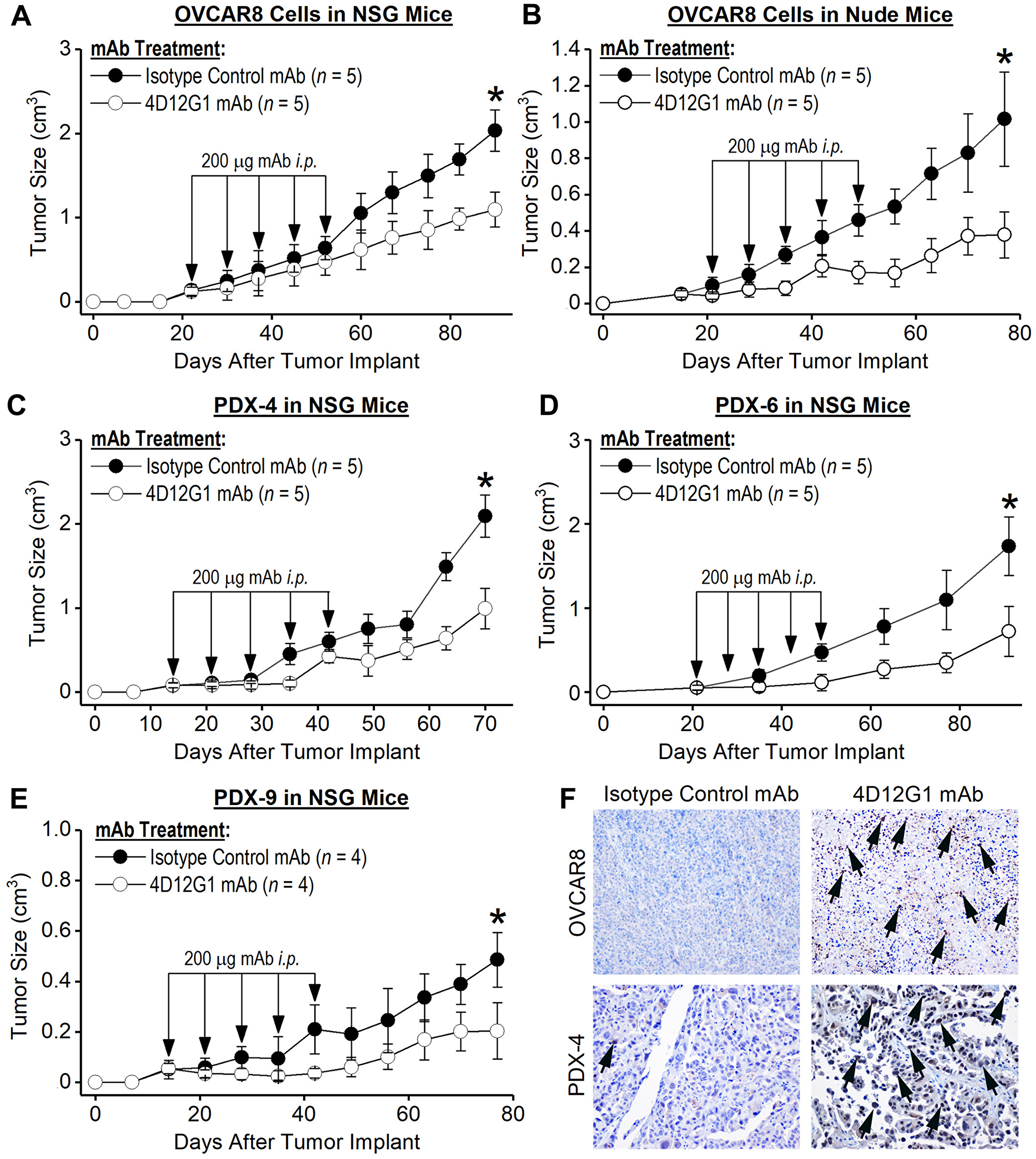 The 4D12G1 mAb inhibits growth of human EOC xenografts