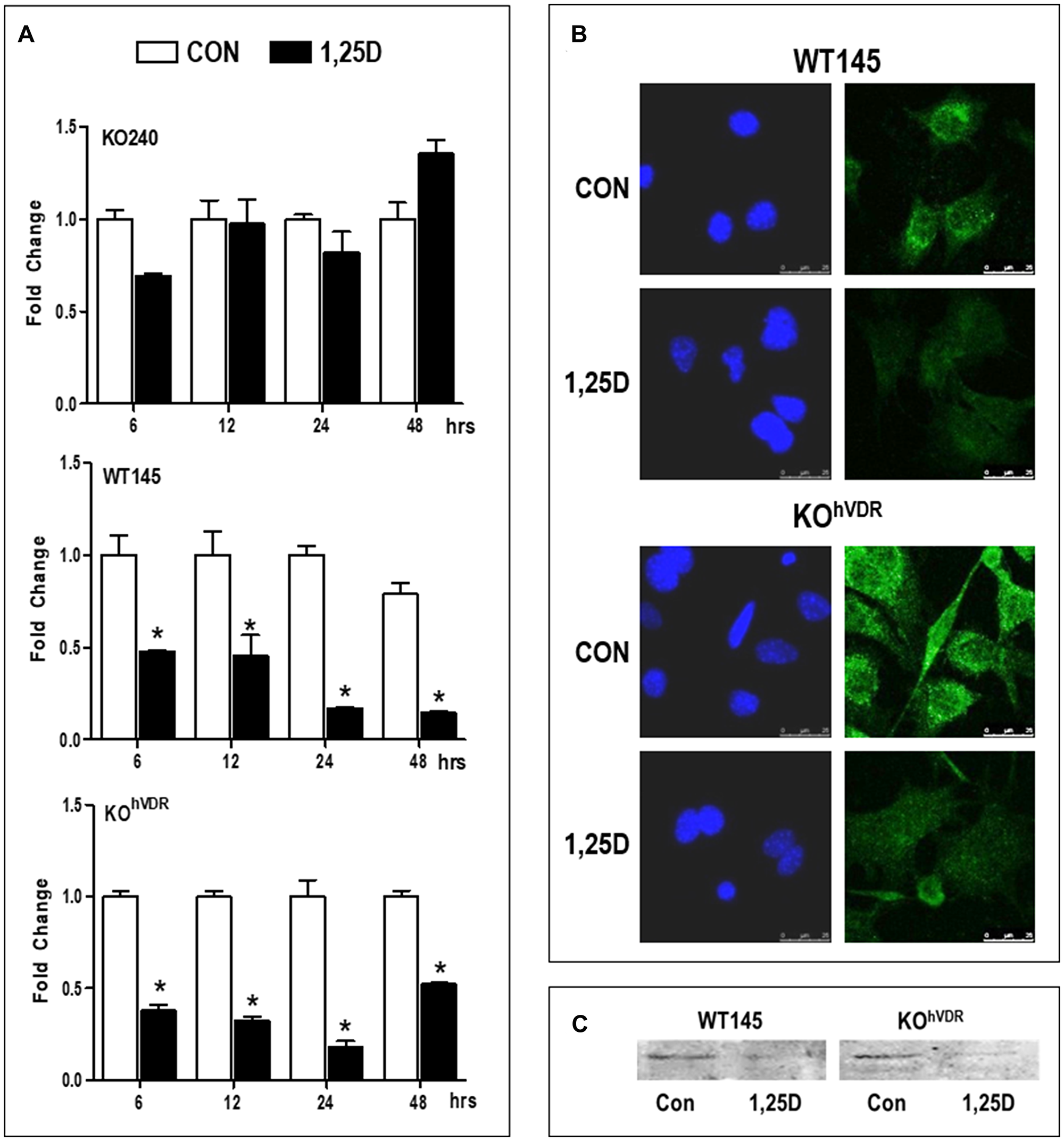 VDR is required for 1,25D3 mediated down-regulation of Has2 mRNA and protein
