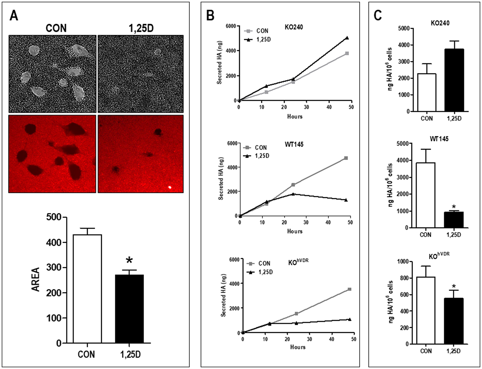 1,25D3 reduces both cell surface and secreted HA