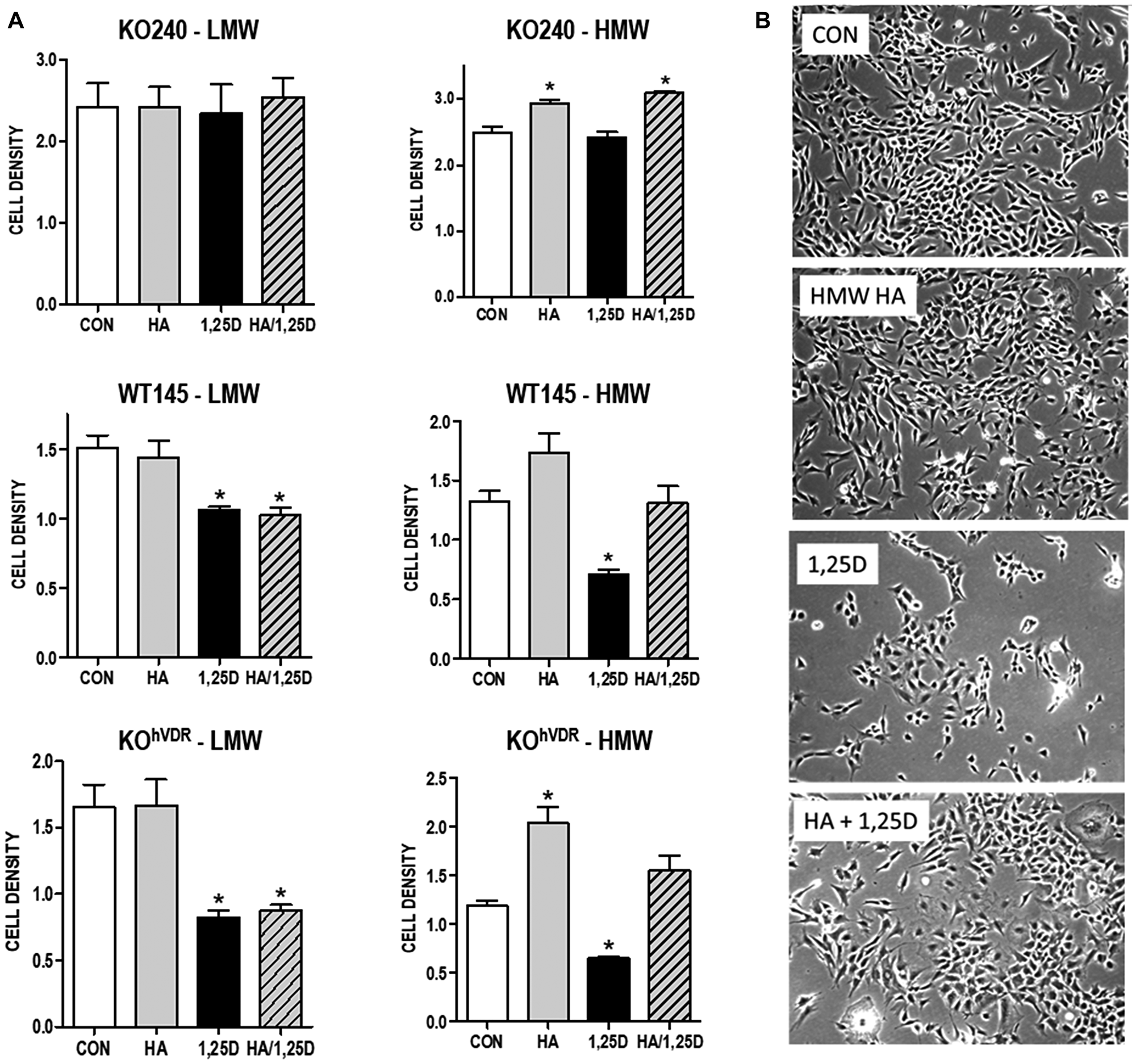 Effect of exogenous HA ± 1,25D3 on growth and morphology of mammary tumor cells