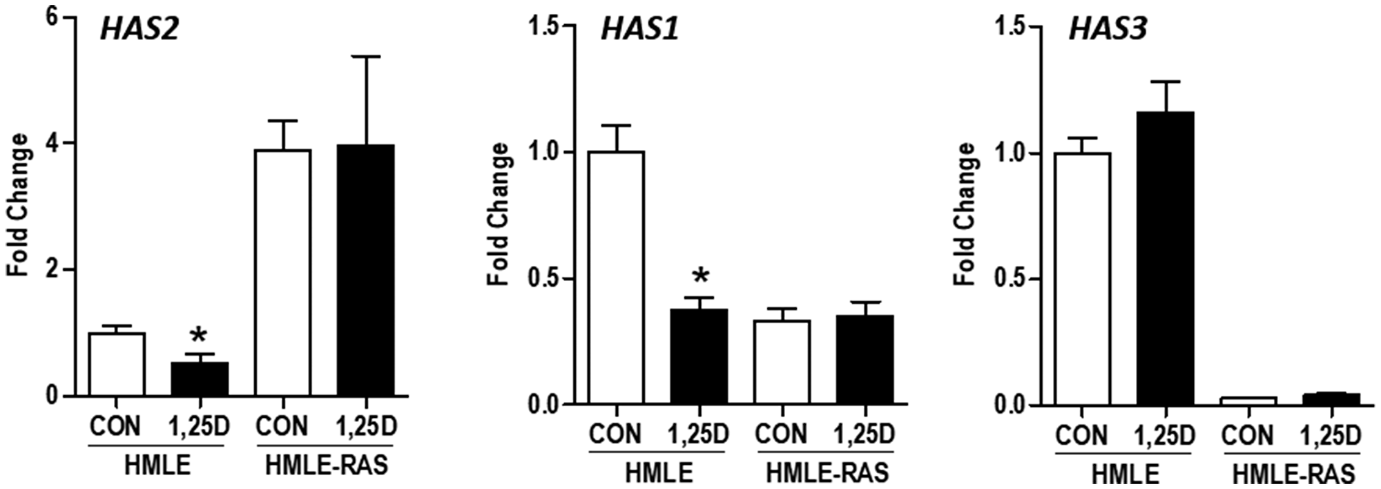 Effect of H-RASV12 transformation on HAS gene expression in immortalized human mammary epithelial cells