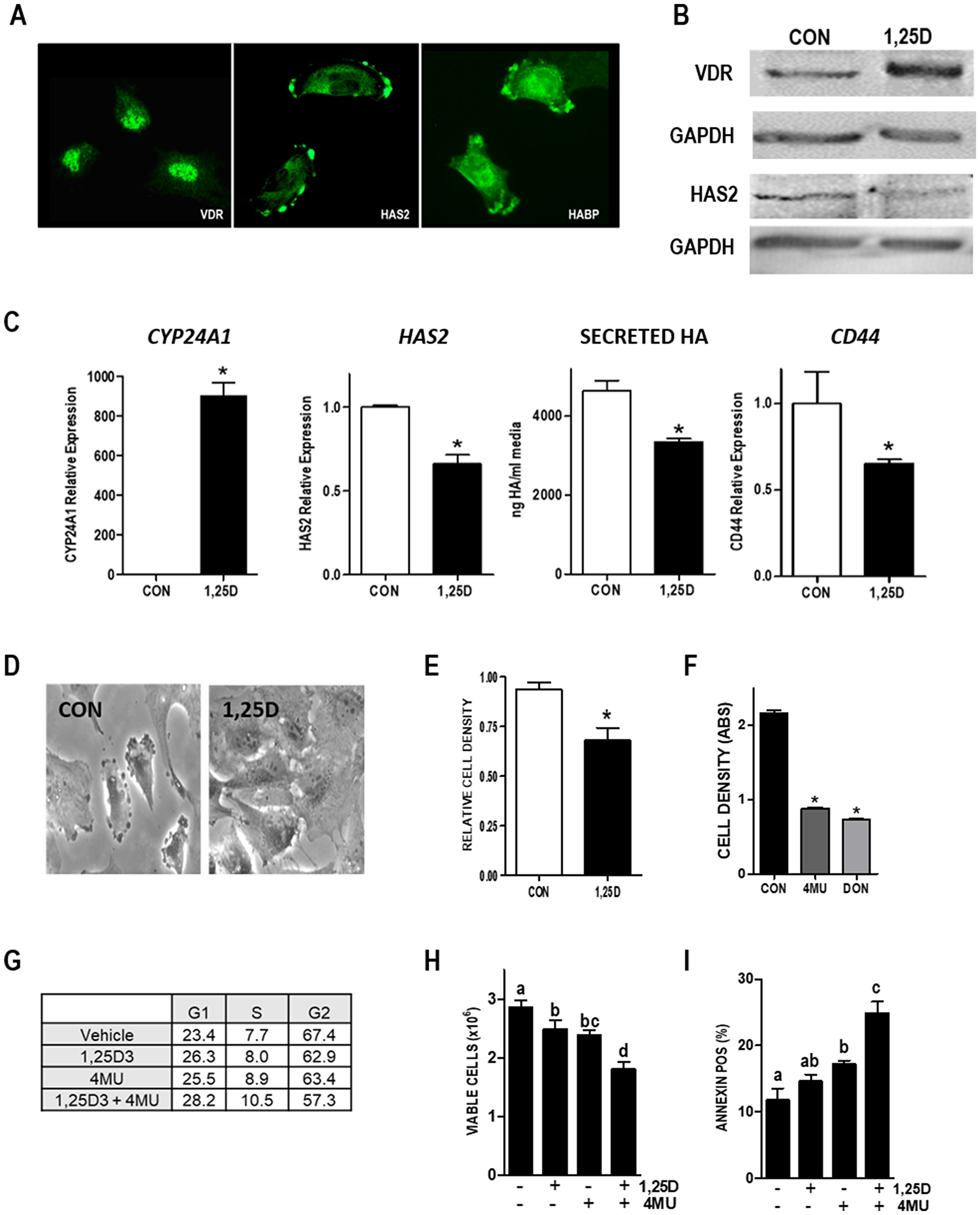 Vitamin D and HA pathways in Hs578T human TNBC cells