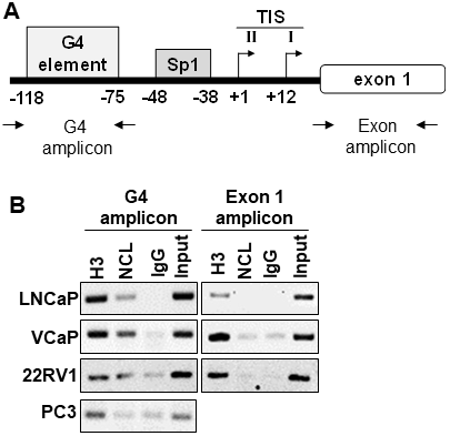 Nucleolin associates with the G4-element within the AR promoter