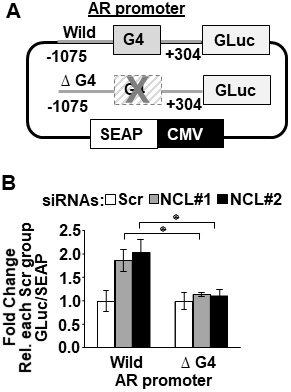 Nucleolin-mediated suppression of AR promoter activity depends on the AR G4-element
