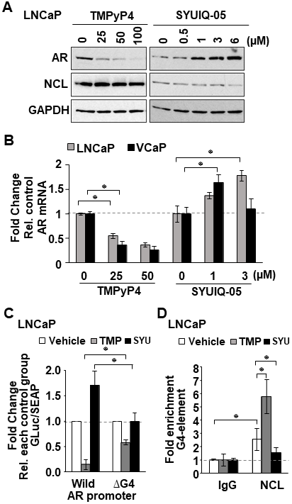 G4-stabilizing agents influence NCL association with the G4 in the AR promoter