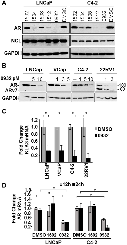 Effect of GSA derivatives on AR expression