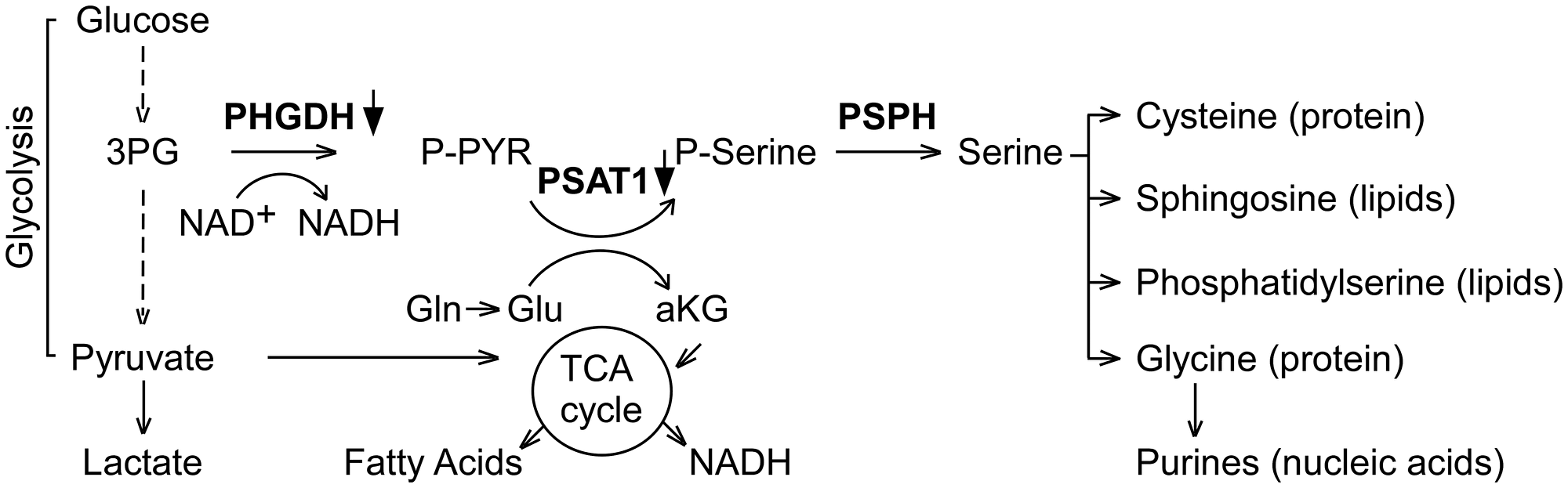 PHGDH, the first enzyme of de novo serine synthesis pathway, is the most repressed transcript in tumors from A-I Tg+/– animals