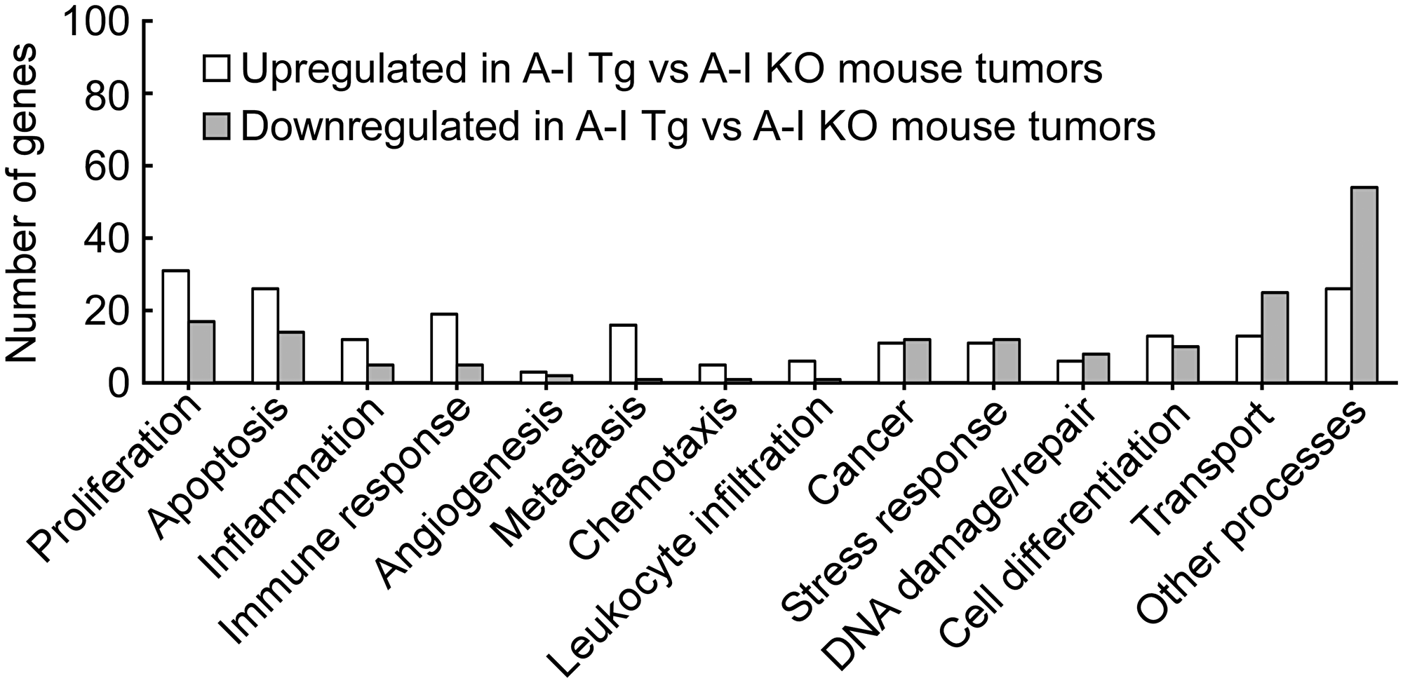 Genes from differential analysis of B16F10L tumors from A-I Tg+/– versus A-I KO mapped to key cancer related biological processes
