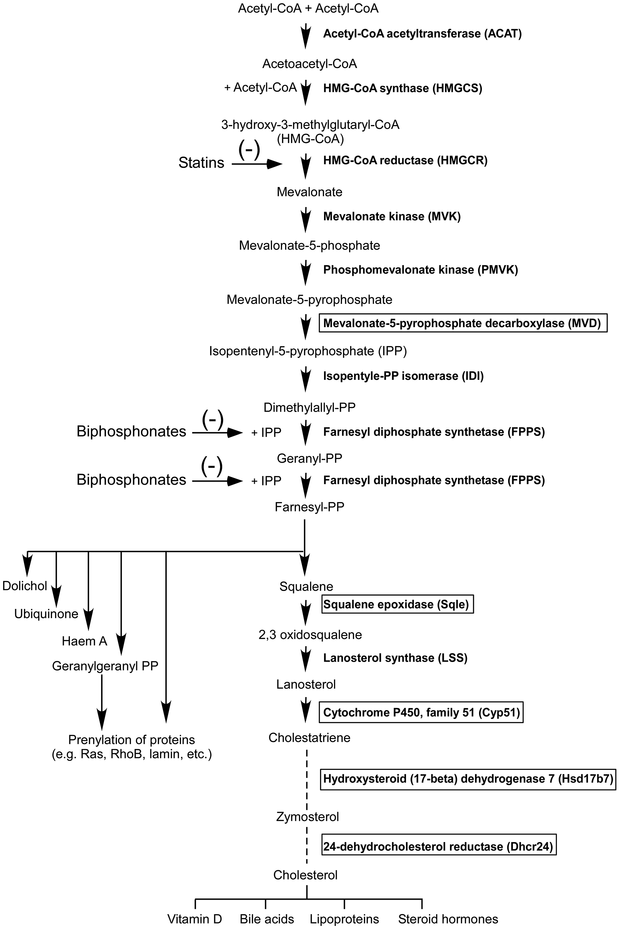The mevalonate pathway