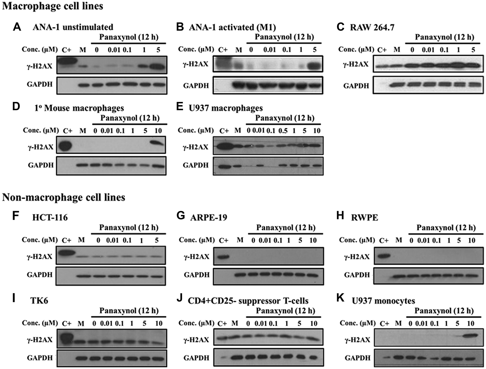 Panaxynol induces γ-H2AX in macrophages, but not in other cell types