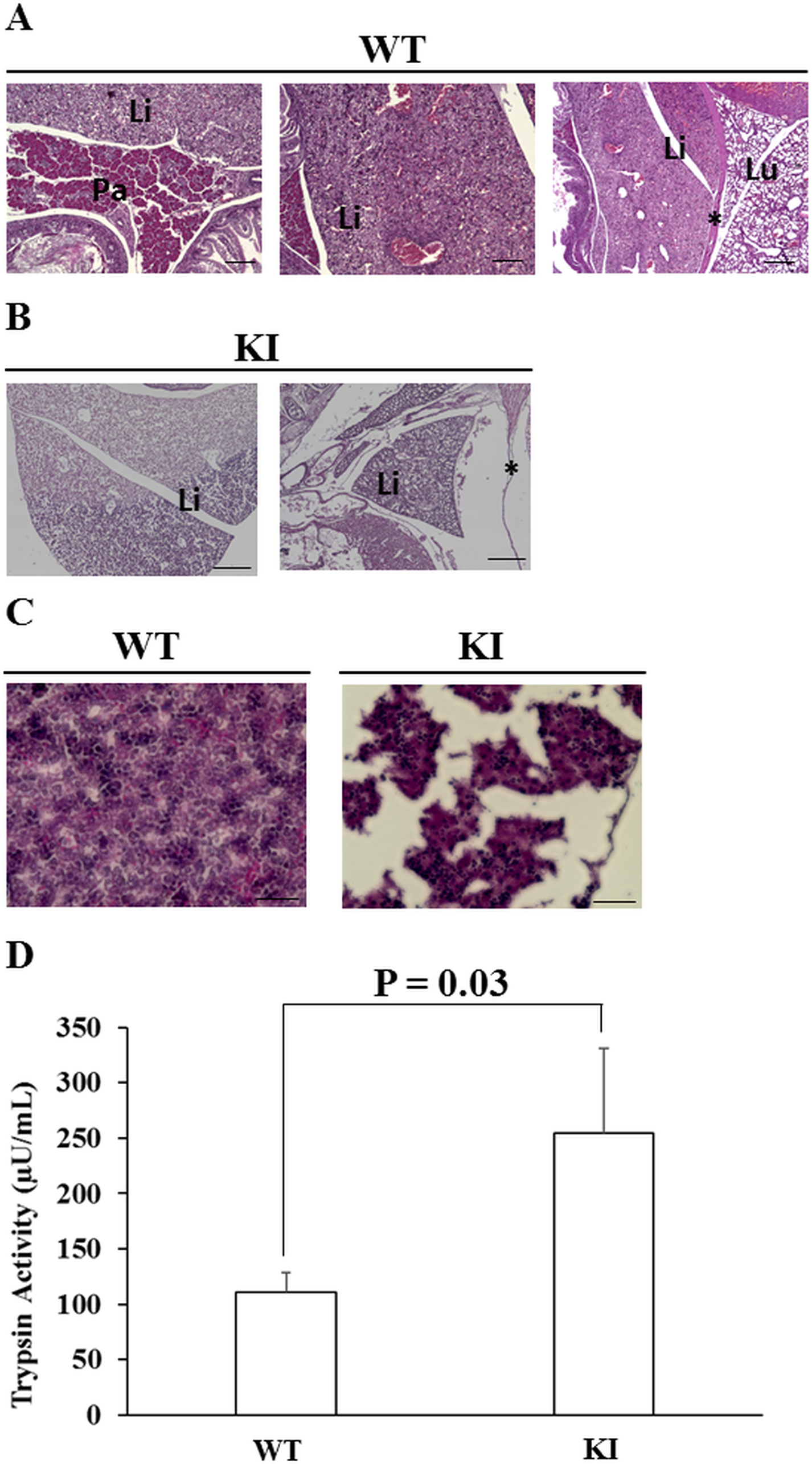 Trypsin activity of the HP model