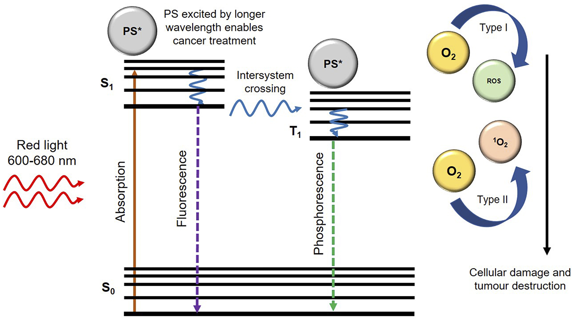 Generation of reactive oxygen species (ROS) and singlet oxygen (1O2) upon irradiation of photosensitizer (PS) with an appropriate wavelength of light