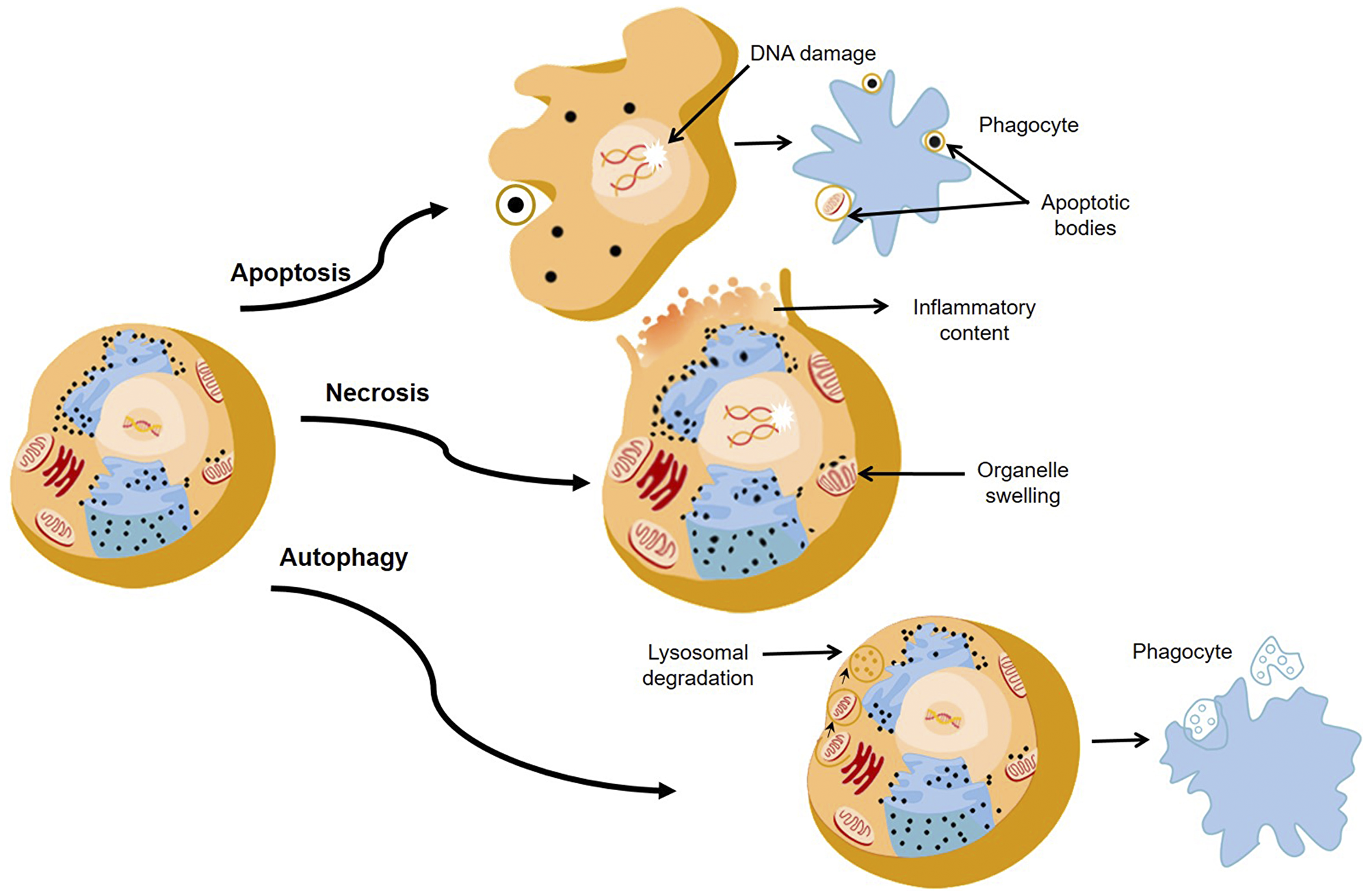 The major pathways of death cells through apoptosis, necrosis, and autophagy