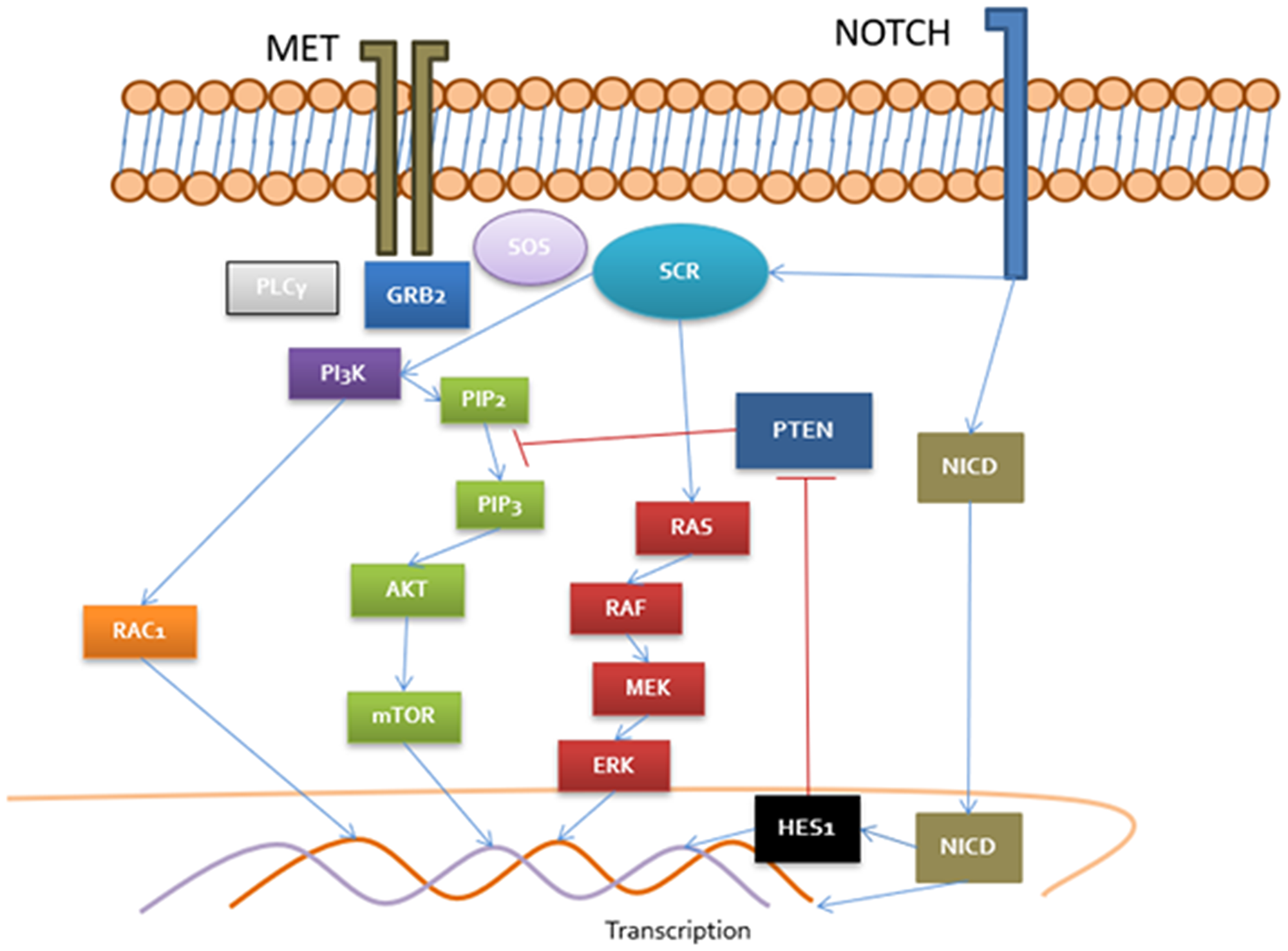Cross-talk between MET/NOTCH pathways MET recruit PLCγ, GRB2 and SOS which activate DAG receptors (PKC), RAS/RAF/MEK, PI3K/RAC and Akt/mTOR