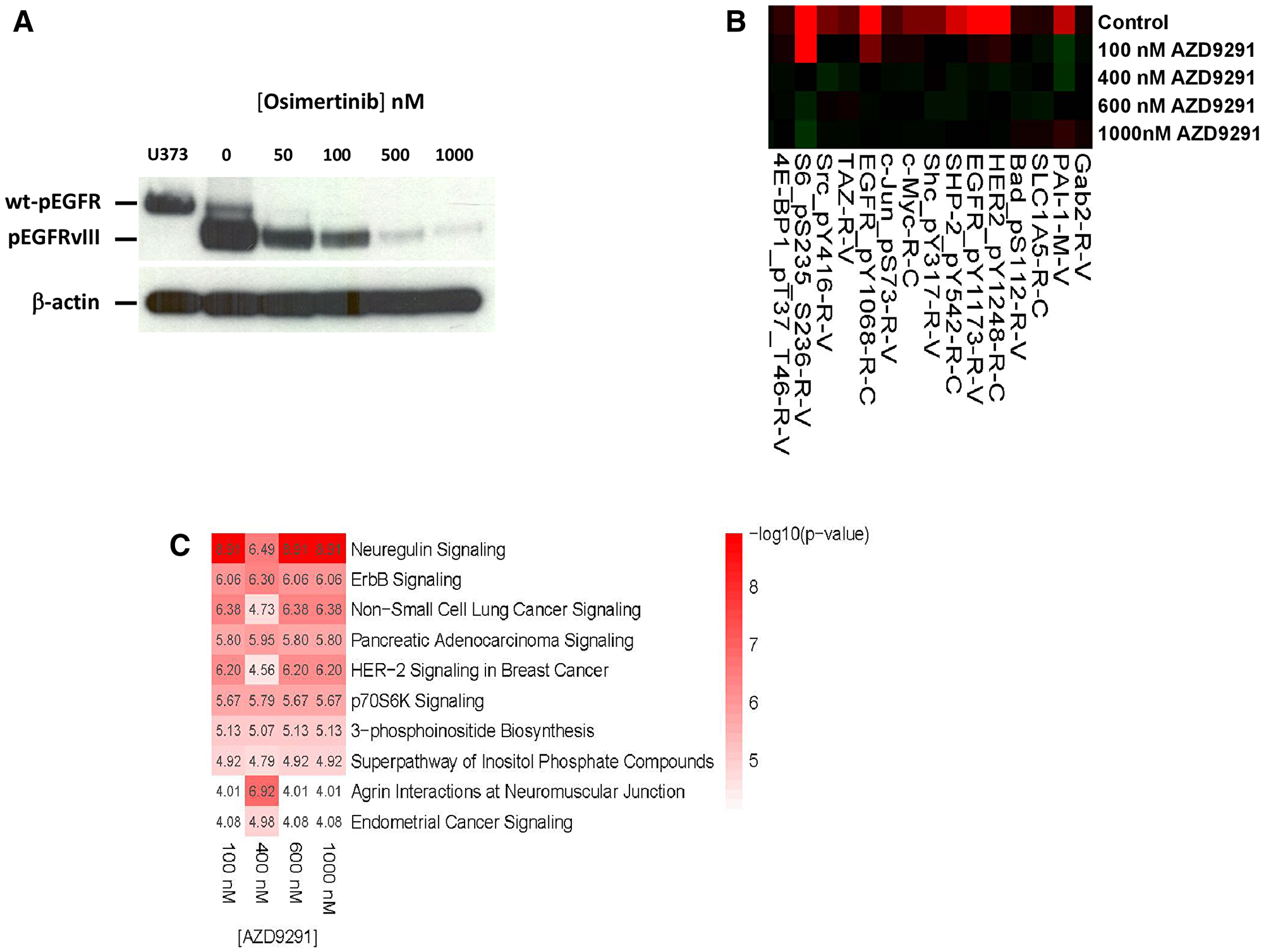 Effect of osimertinib on EGFRvIII tyrosine phosphorylation and downstream signaling