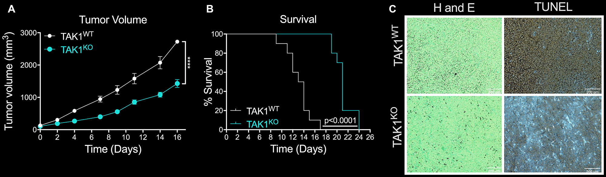 The efficacy of TAKKO in inhibiting tumor growth and reducing survival rates in vivo