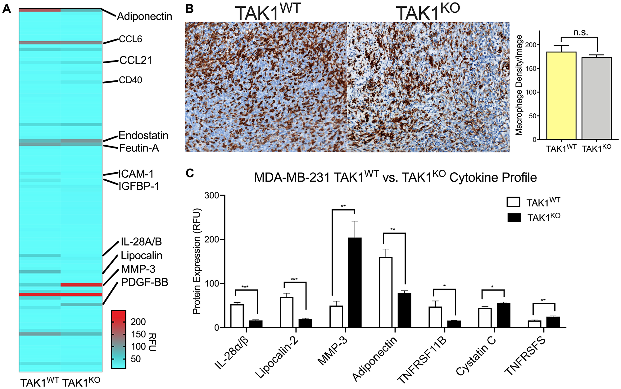TAK1 changes cytokine expression of THP-1 macrophages without affecting their growth rates