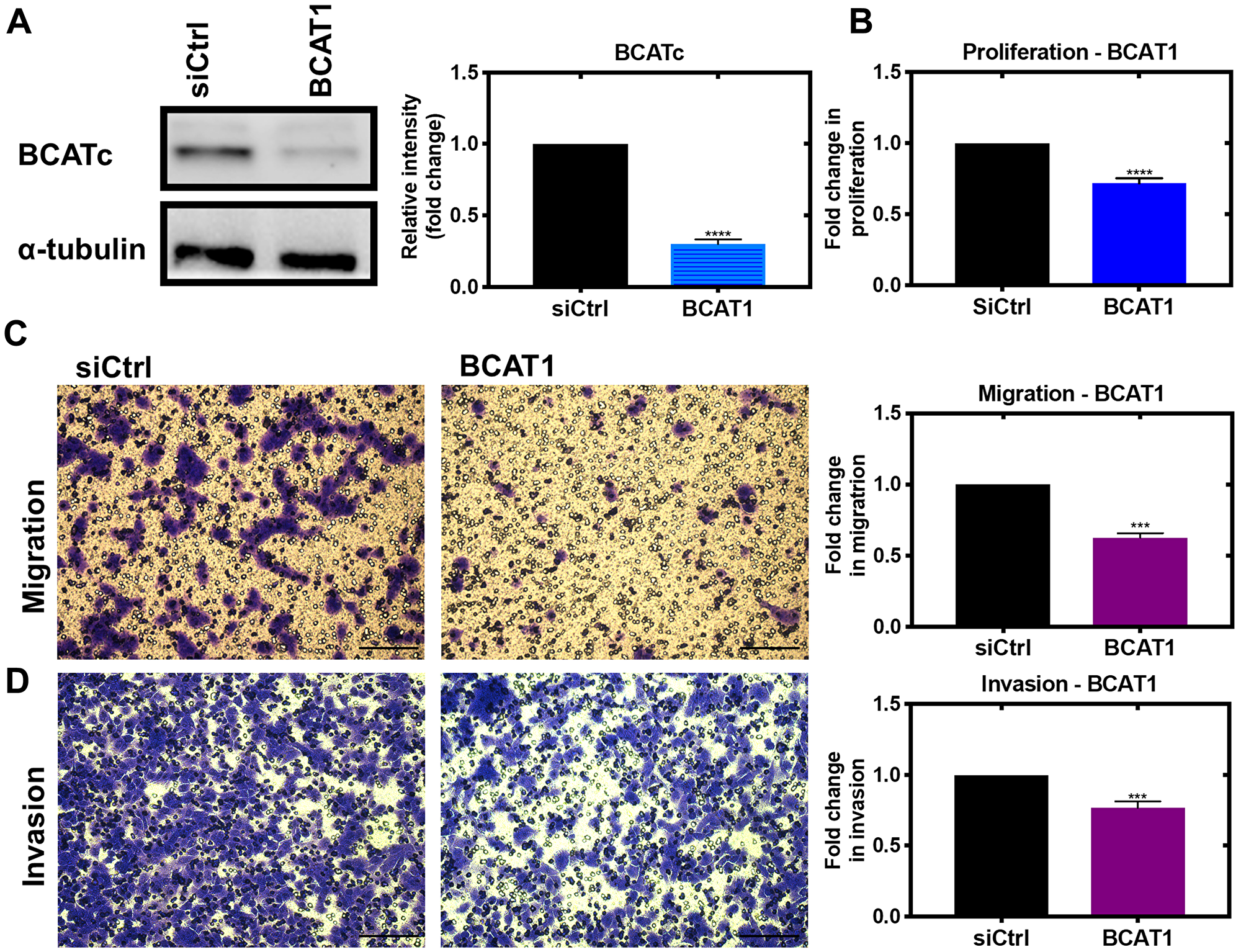 Knockdown of BCAT1 significantly reduces proliferation, migration and invasion of MDA-MB-231 cells