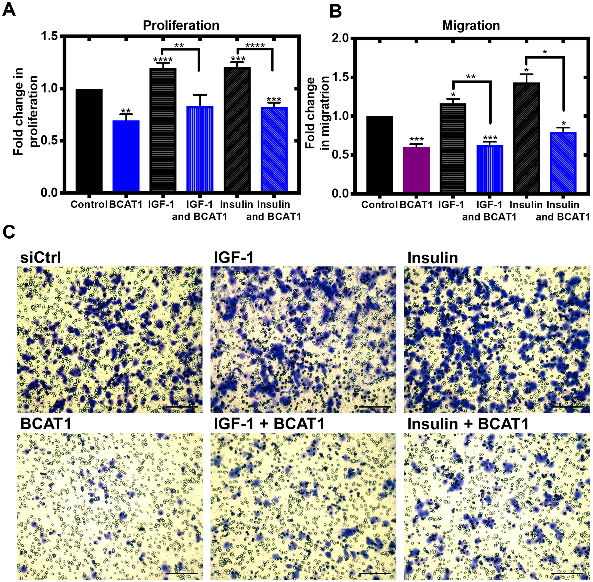 Knockdown of BCAT1 significantly reduces insulin and IGF-1-mediated migration of MDA-MB-231 cells