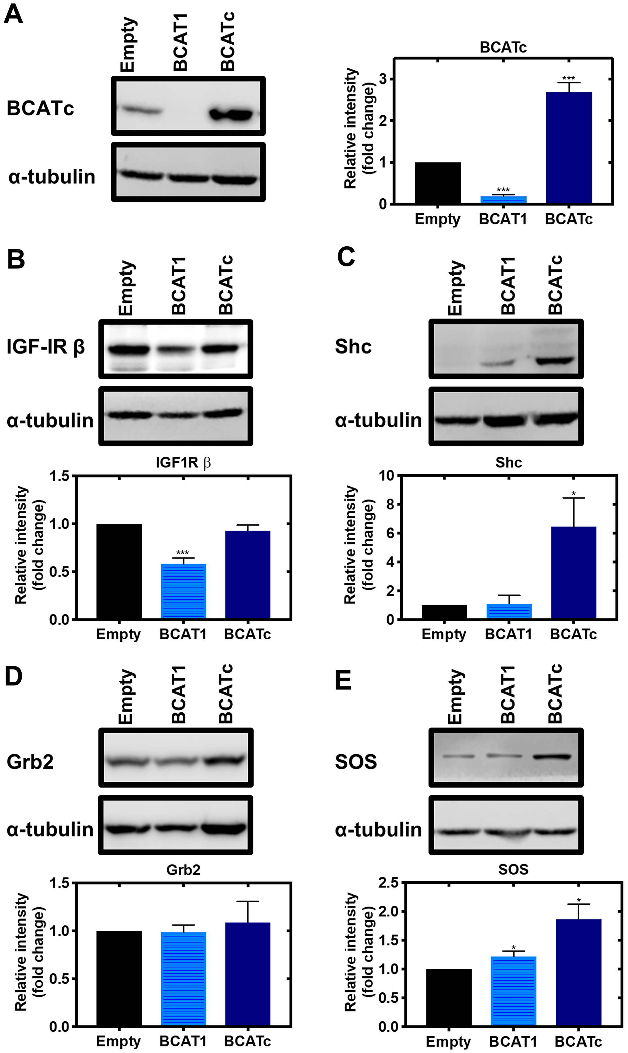 Knockdown and overexpression of BCAT1 regulates IGF-1/insulin signalling cascade in MDA-MB-231 cells