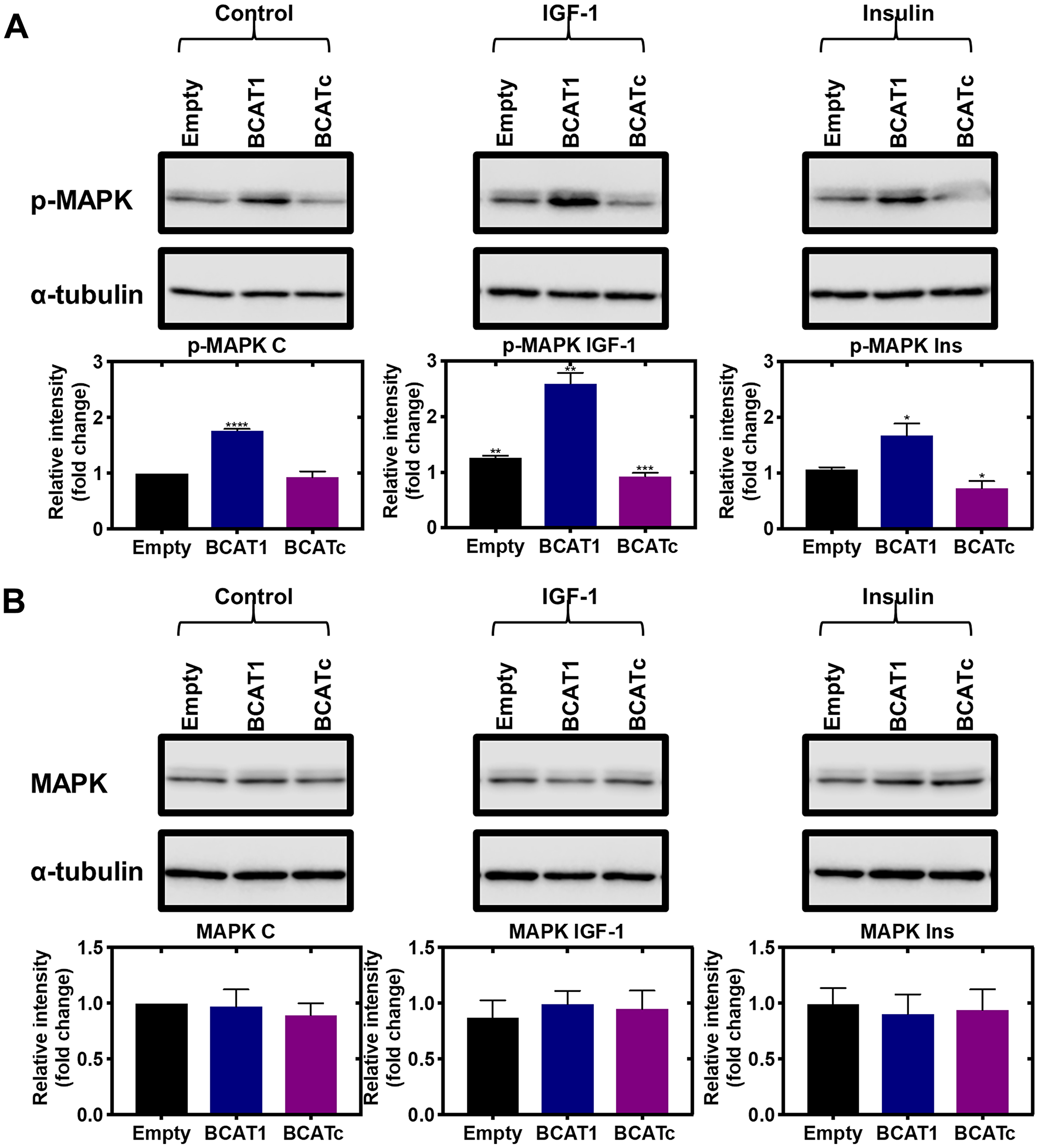 Knockdown and overexpression of BCAT1 negatively regulates phosphorylation of MAPK in MDA-MB-231 cells