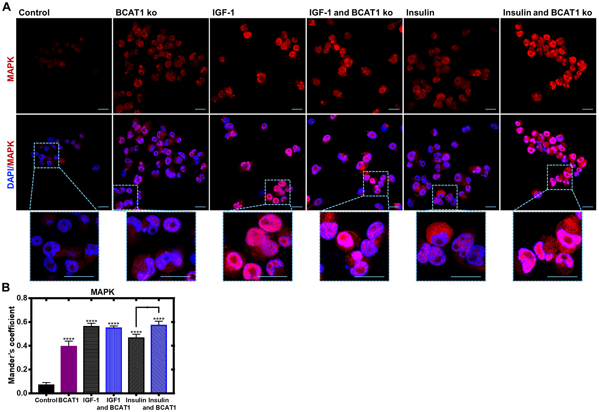 Insulin-mediated nuclear translocation of MAPK is significantly increased with BCAT1 knockdown in MDA-MB-231 cells