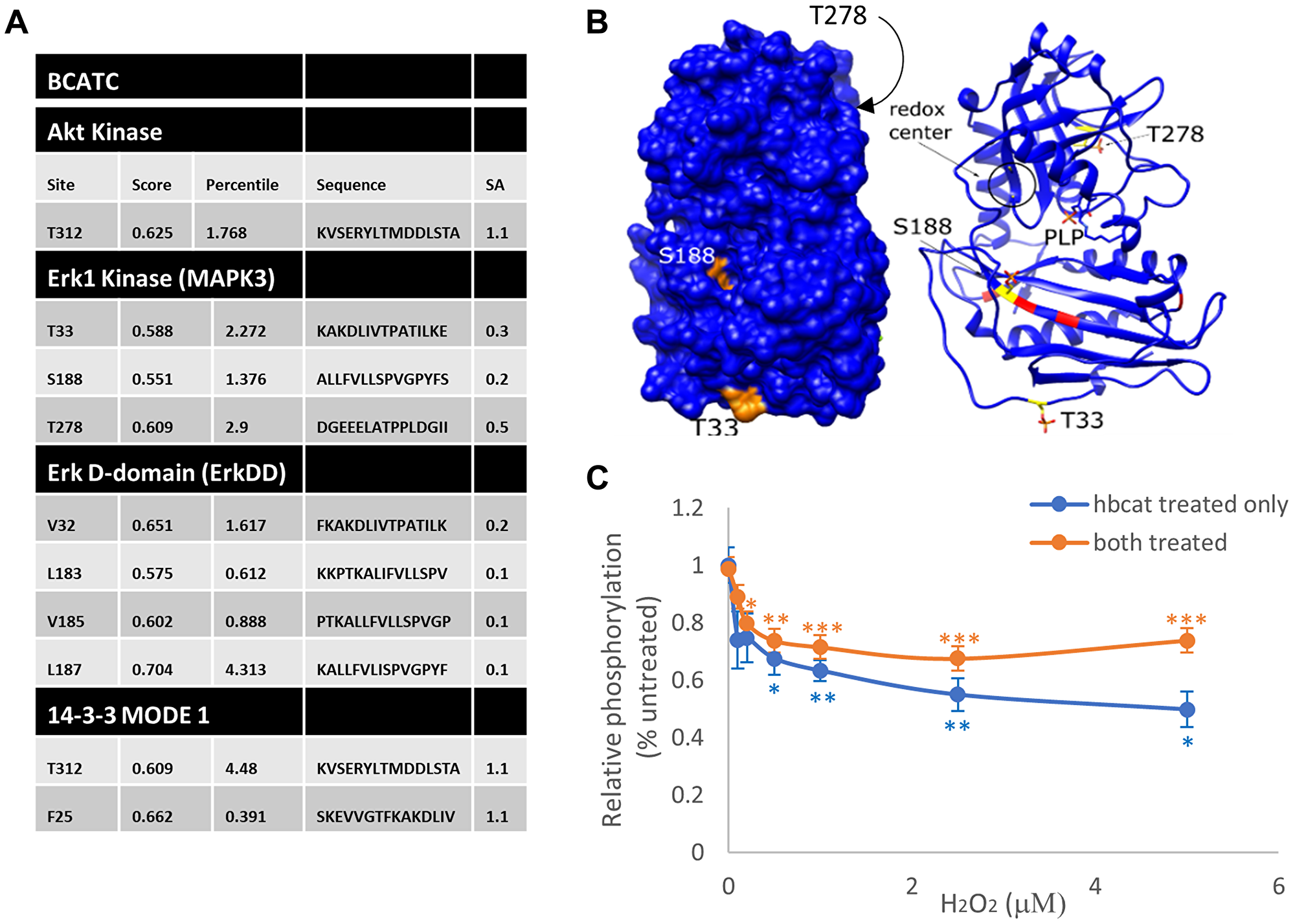Putative phosphorylation sites for BCAT and its interaction with ERK (A) The BCAT protein sequence (accession #) was analysed using the Motif Scan program, Scansite 4 (<a href="http://scansite.mit.edu/" target="