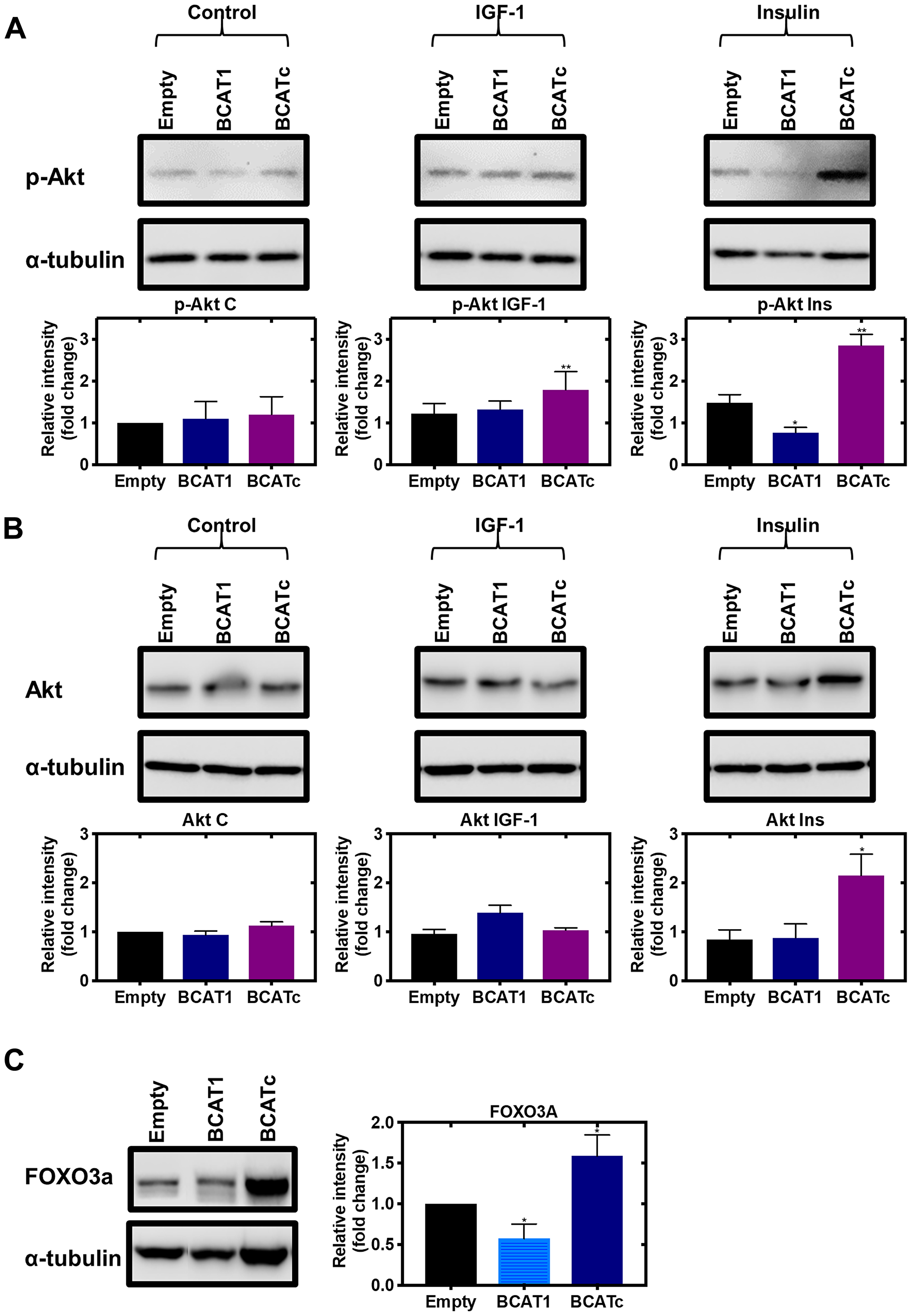 Knockdown and overexpression of BCAT1 regulates the PI3K/Akt axis in MDA-MB-231 cells