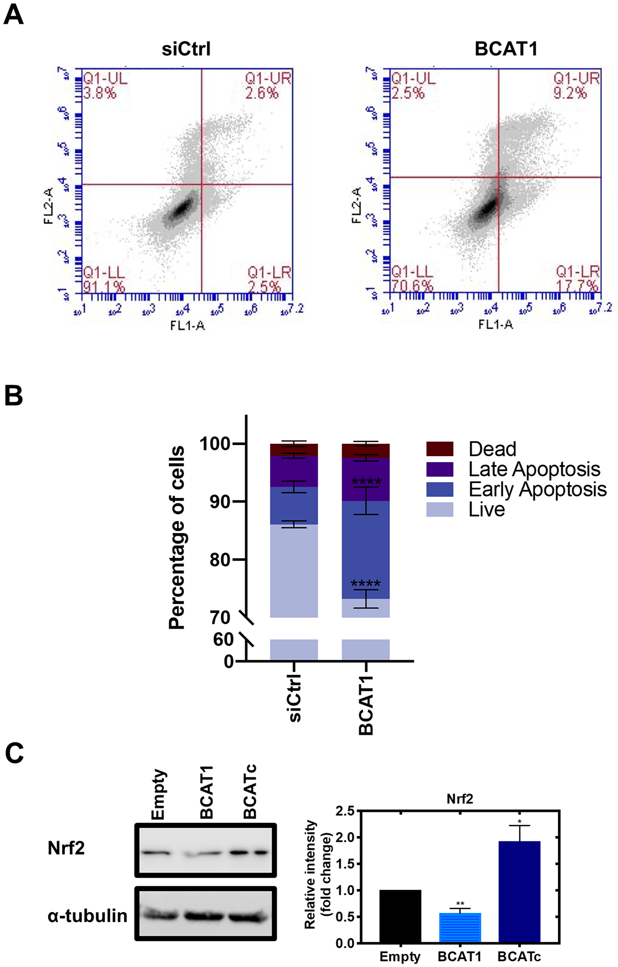 BCAT1 promotes tumour cell survival by evasion of apoptosis