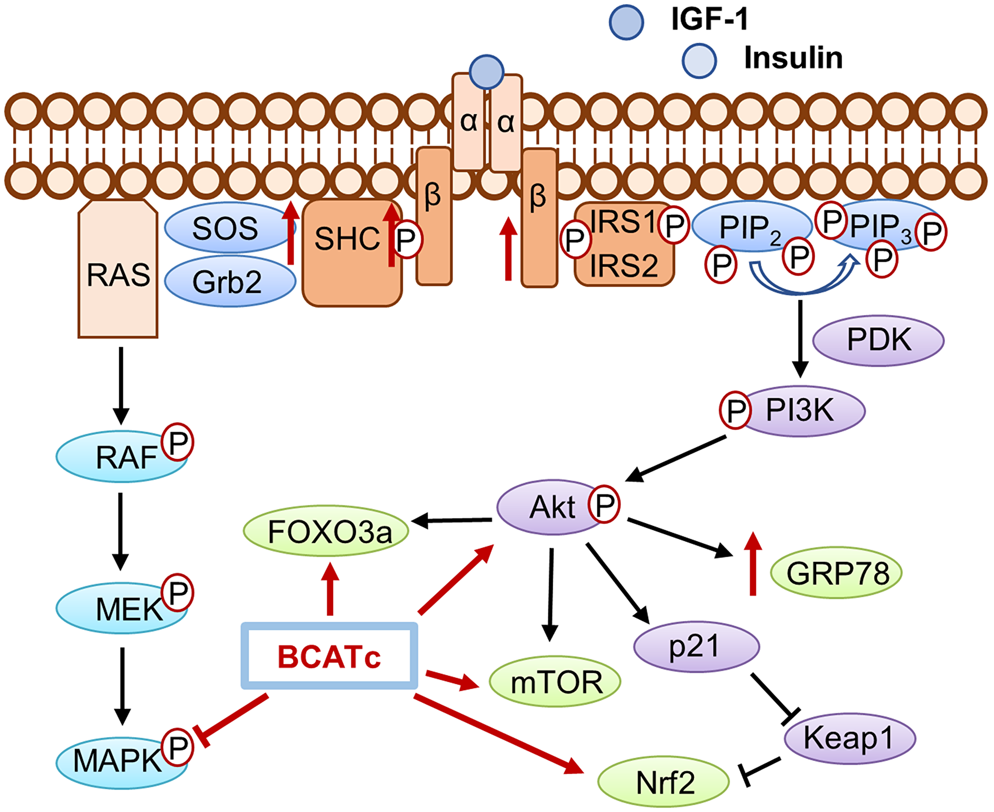 The role of BCATc on the insulin/IGF-1 signalling cascades